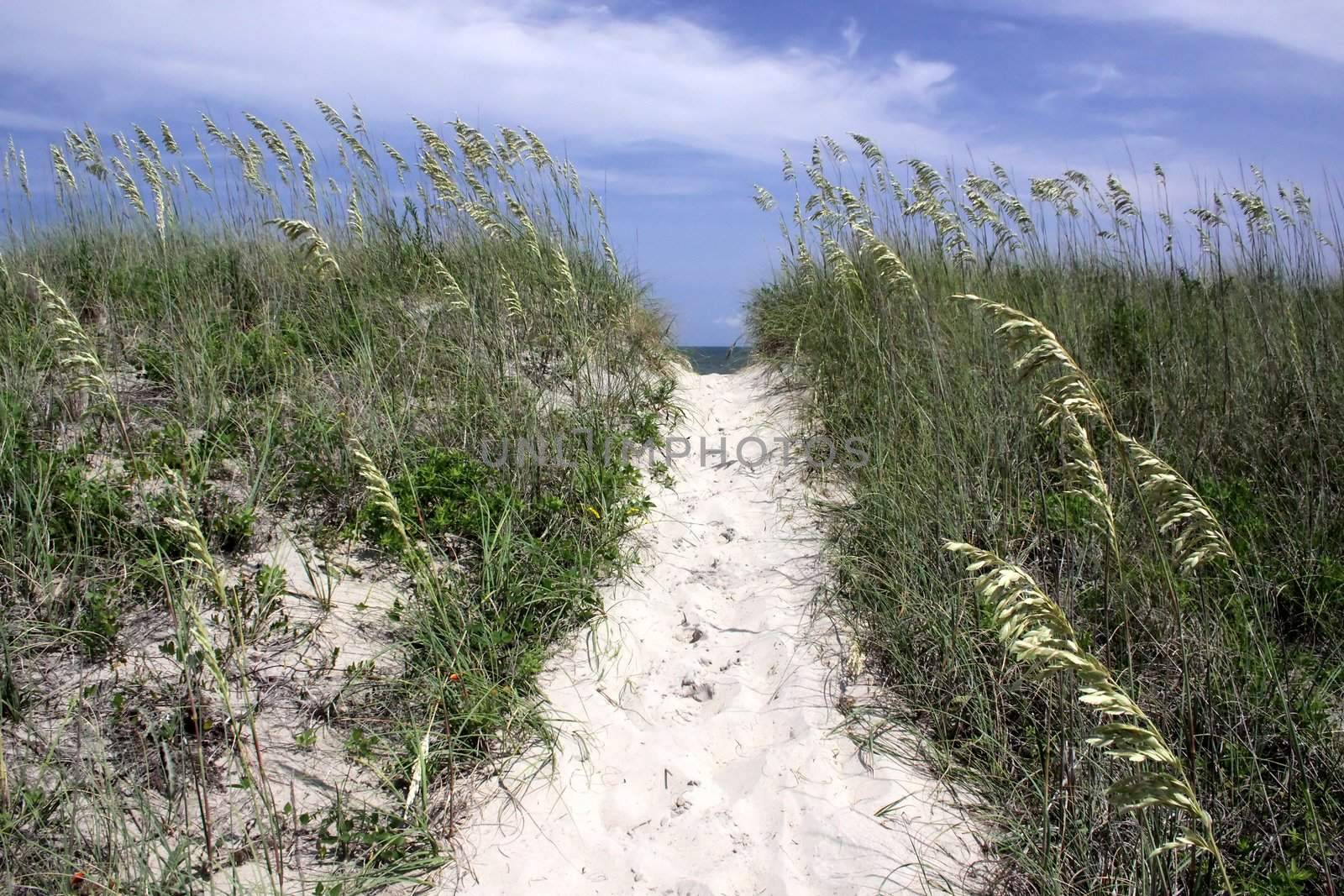 A path to the beach on the Outer Banks, North Carolina, USA.