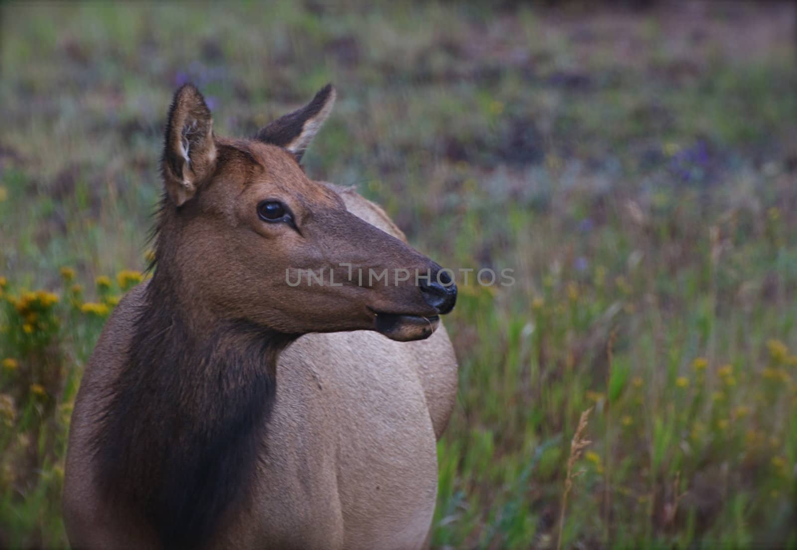 A large, female elk stares out over a field.