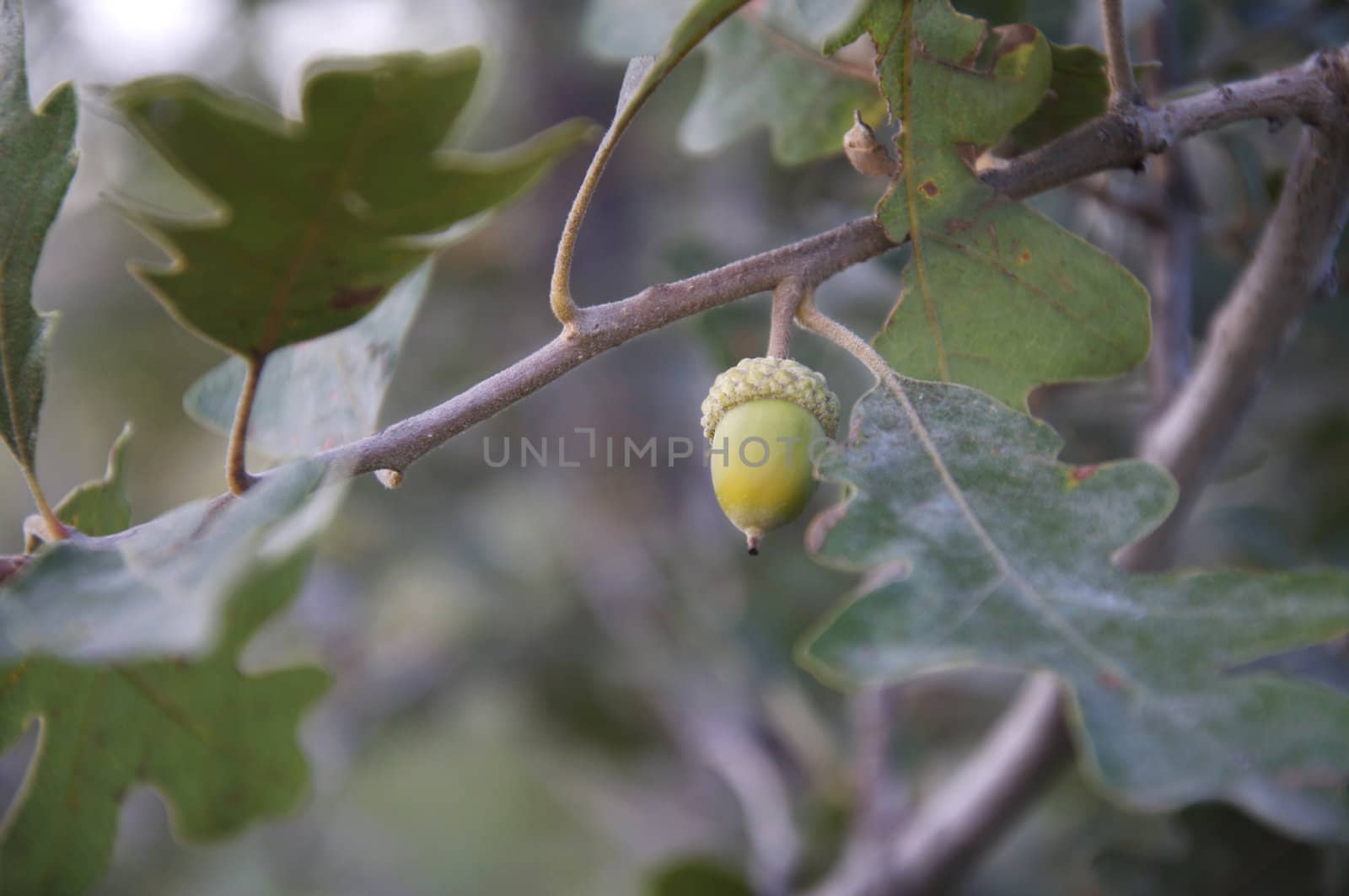 A single acorn stands alon on an oak branch in the fall.