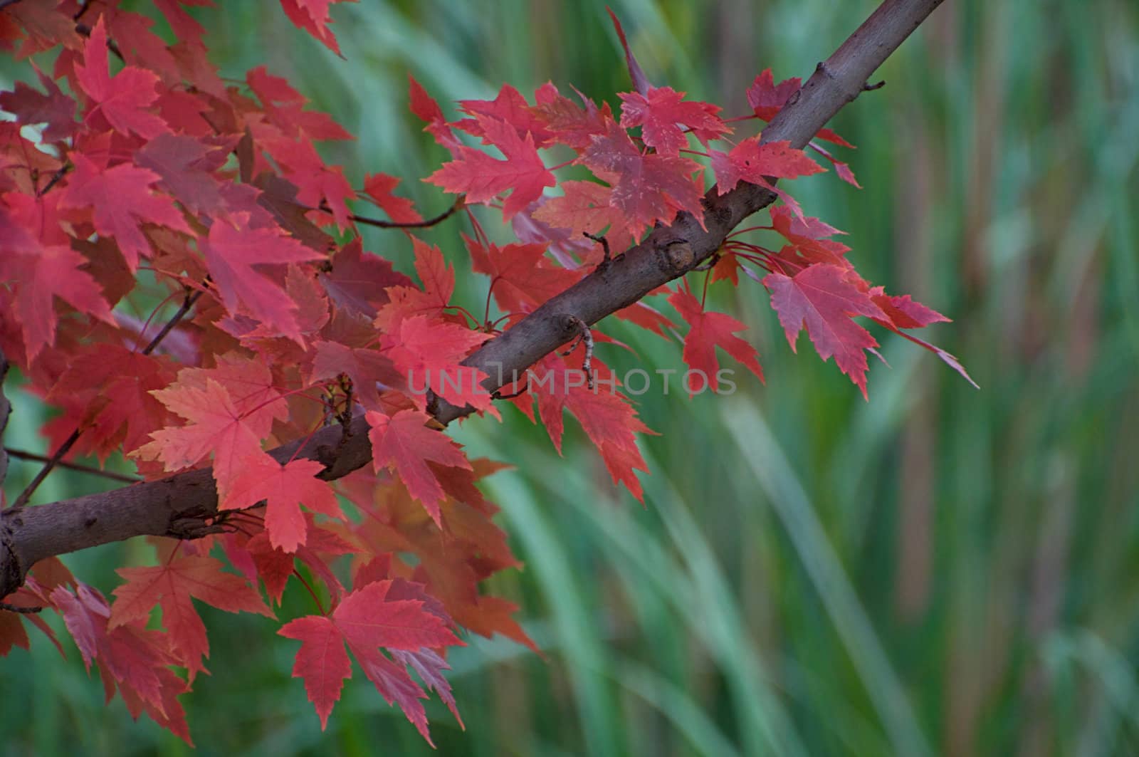 Red Maple Leaves by gilmourbto2001