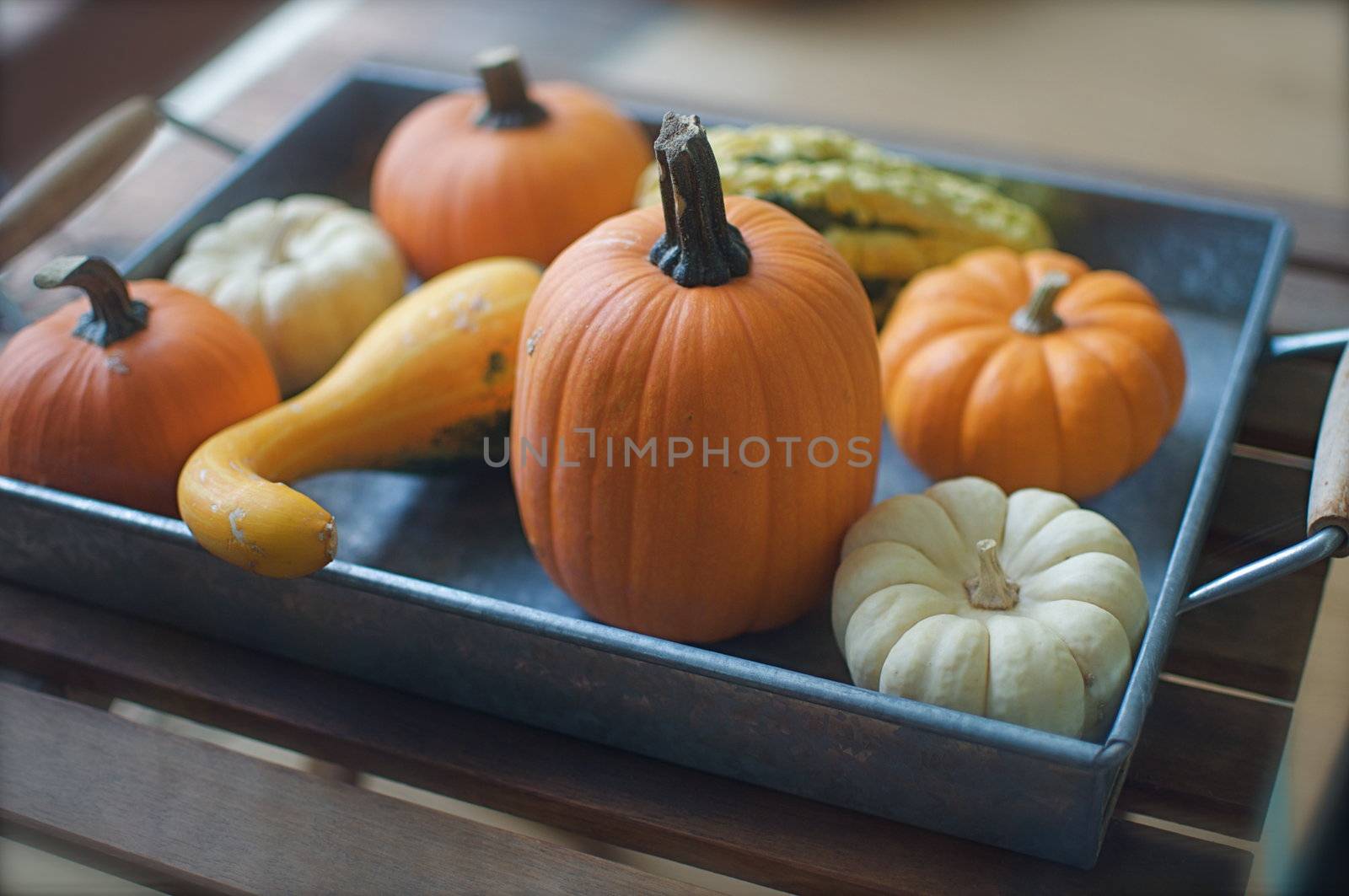 A tray is full of decorative pumpkins and tiny, colorful gourds in all sorts of shapes.