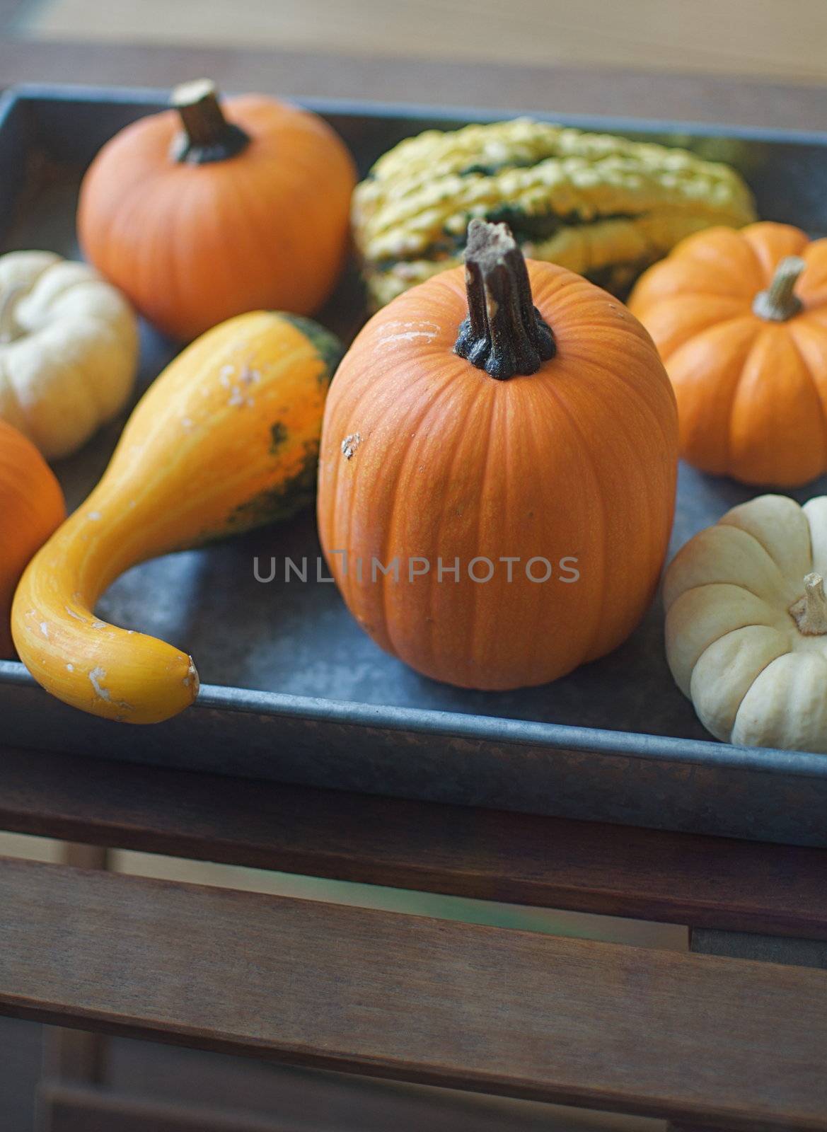 Silver Tray Loaded with Pumpkins by gilmourbto2001