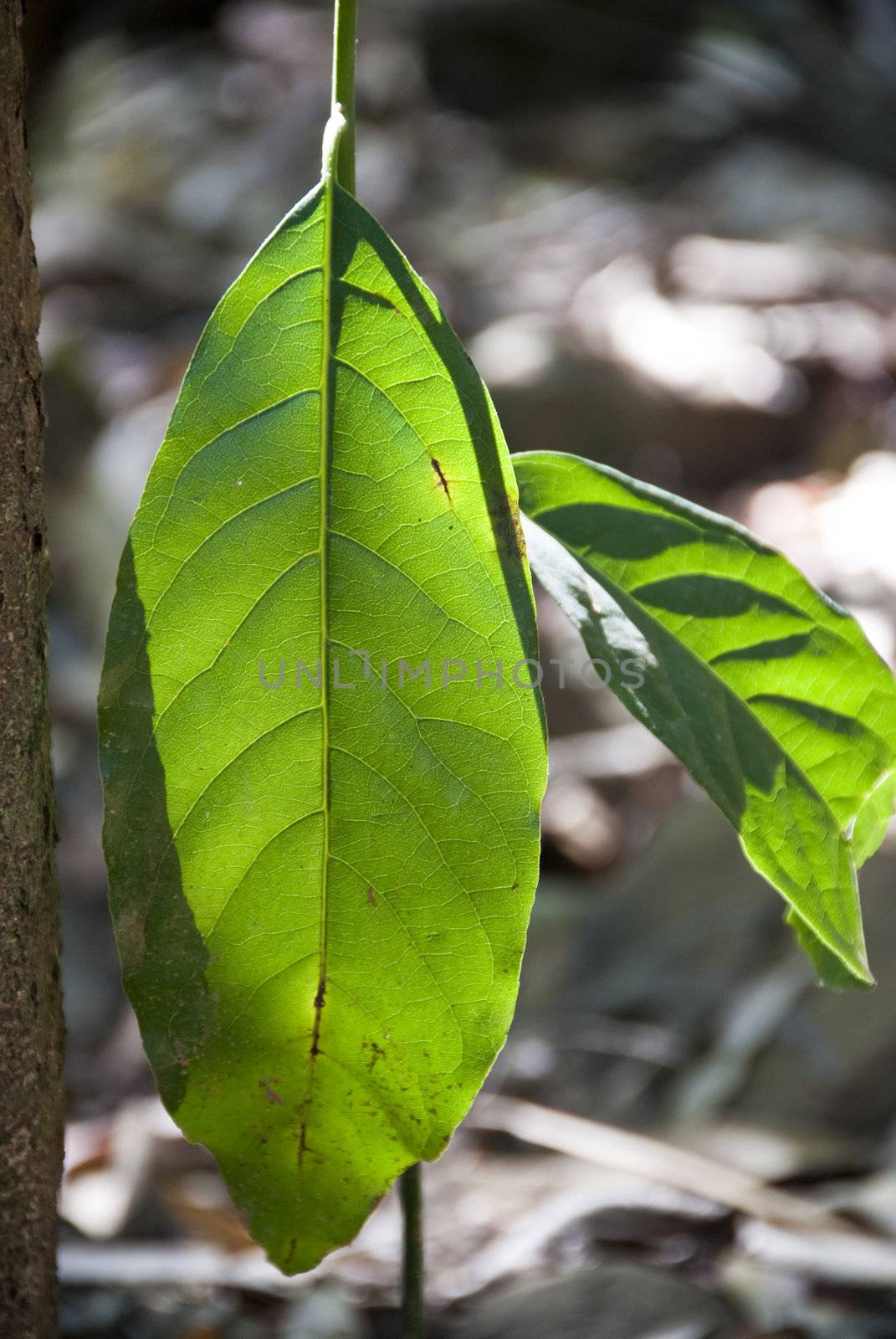 Detail of a Leaf of Whitehaven Beach in the Whitsunday Islands