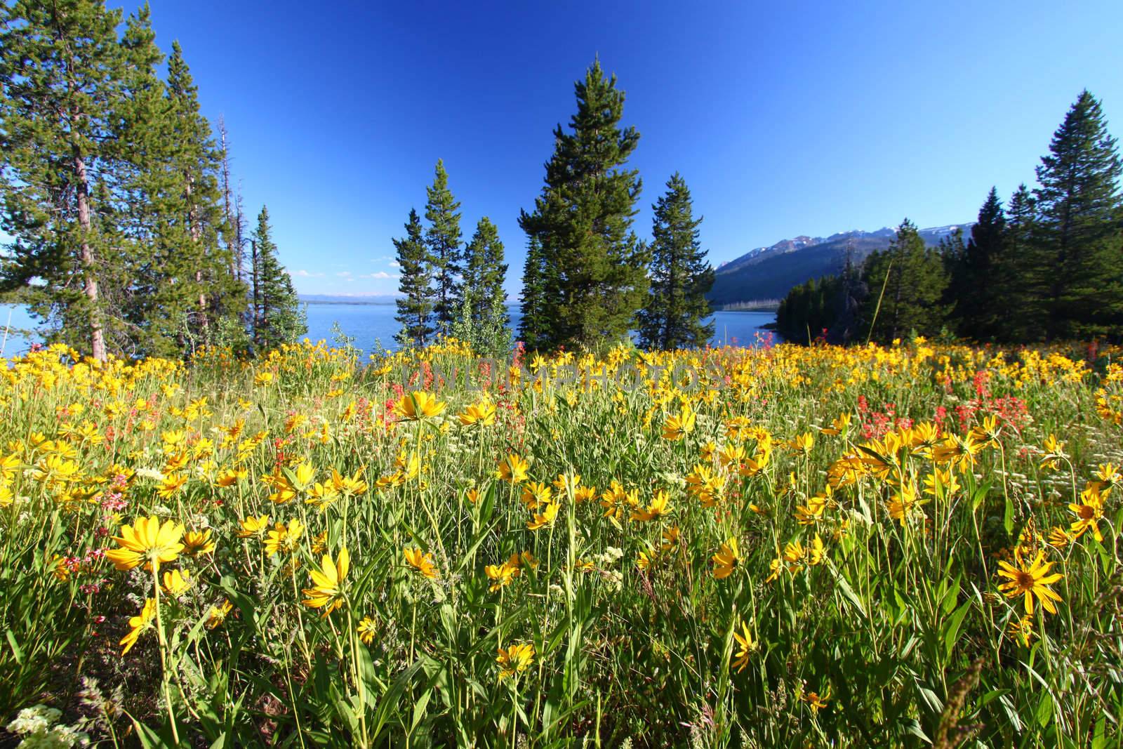 Pretty wildflowers grow near the shore of Jackson Lake in Grand Teton National Park - USA.