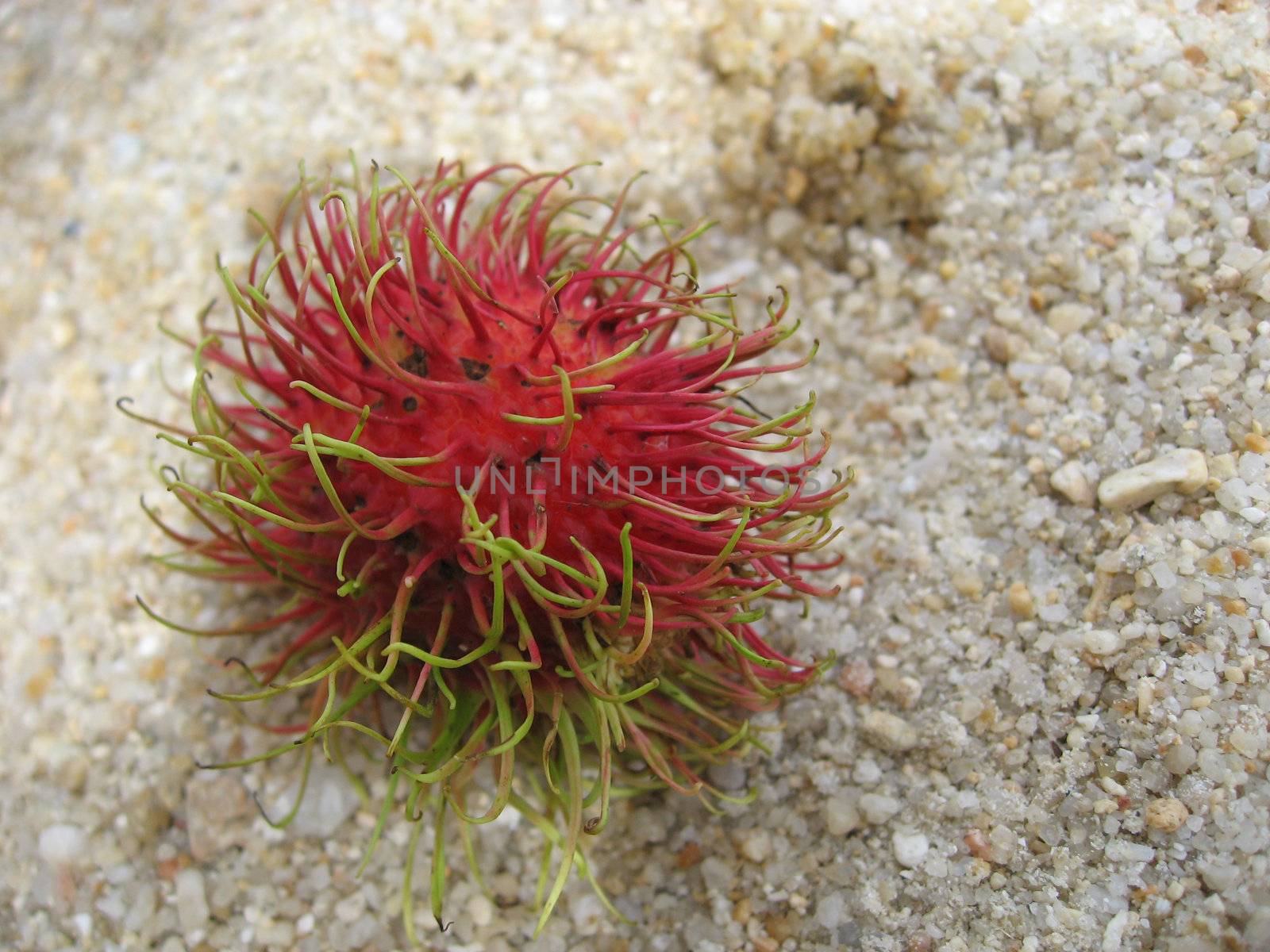 Typical Thailand Fruit, on the Sand, Summer 2007