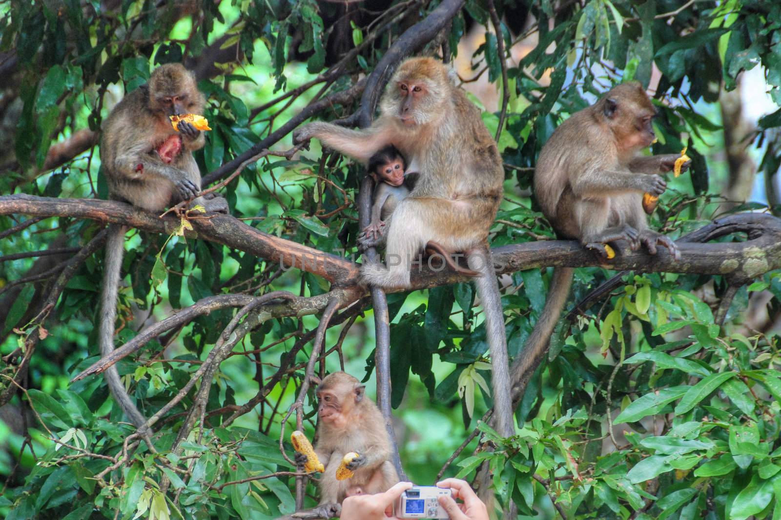 Group of Monkeys, Changmai, Thailand, August 2007 by jovannig