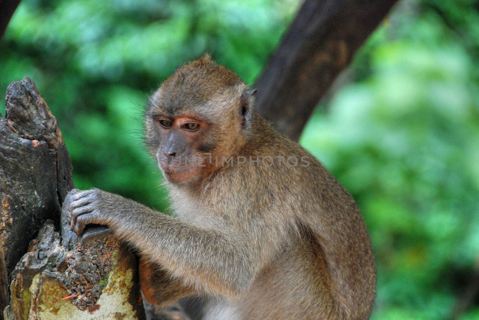 A Monkey in a very expressive position near Changmai