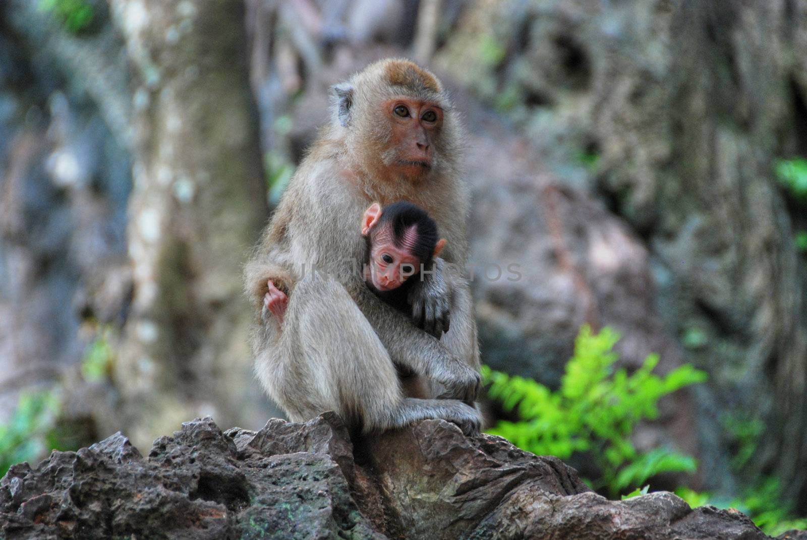 Monkeys in a very expressive position near Changmai
