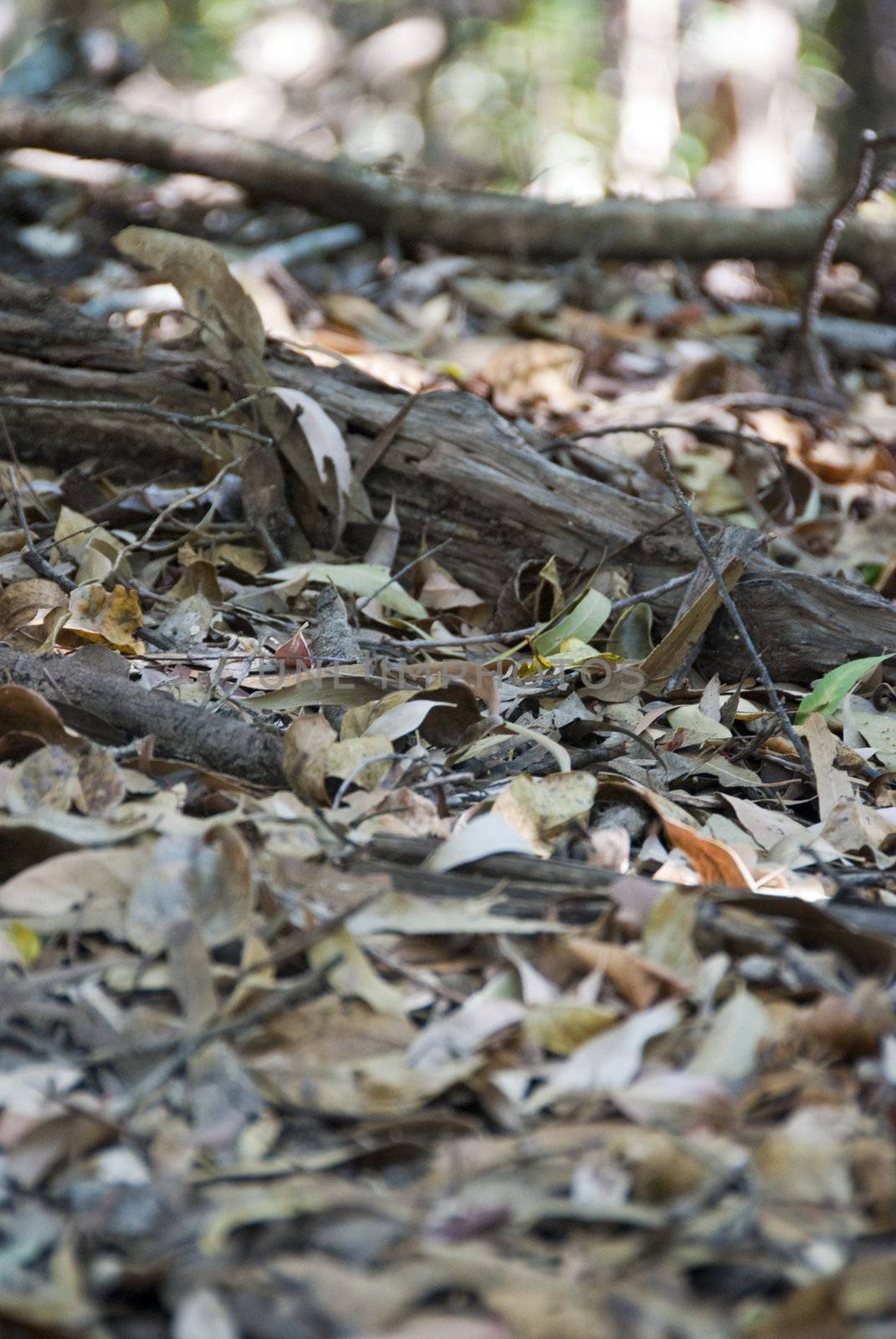 Leaves in the Whitsunday Islands, Queensland, Australia, August by jovannig