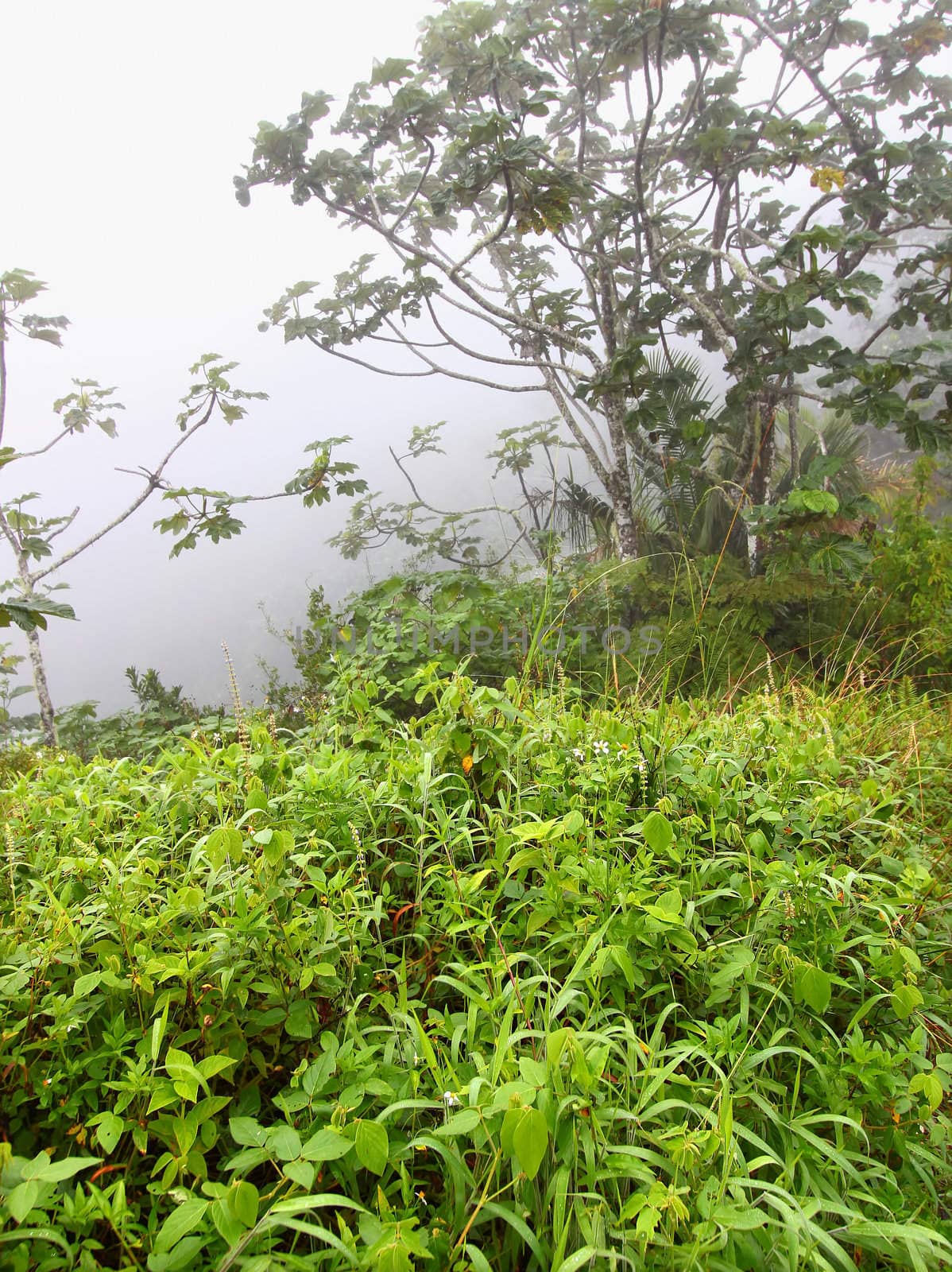 Foggy skies cover a lush mountainside forest of Puerto Rico.