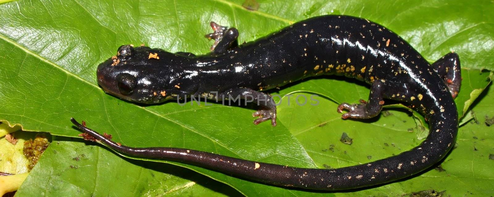 Slimy Salamander (Plethodon glutinosus) by Wirepec