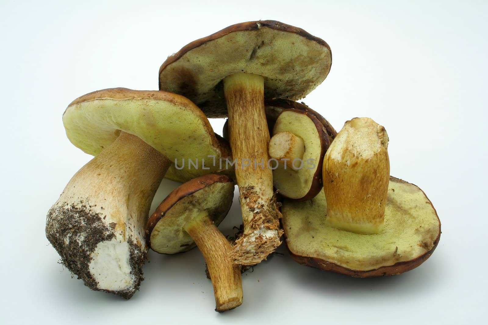 few mushrooms on white background by furzyk73