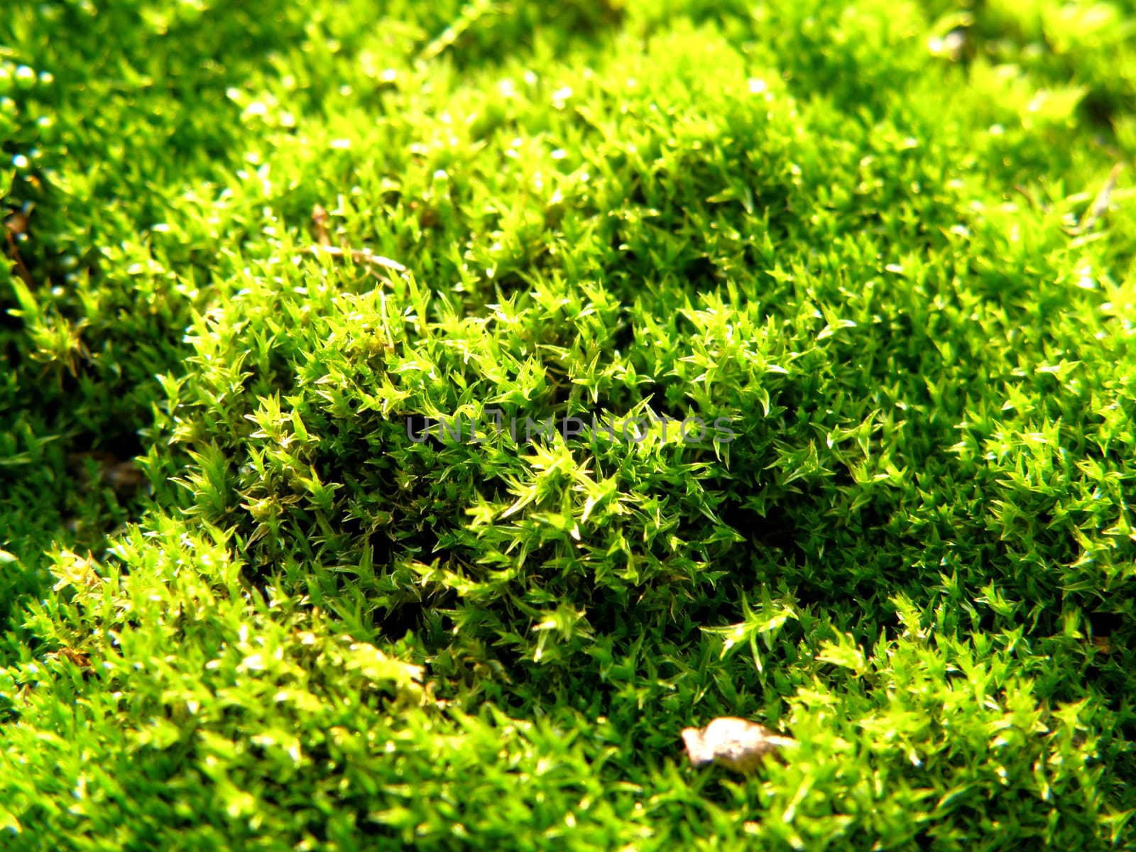 Carpet Moss, Extreme Closeup by leesa