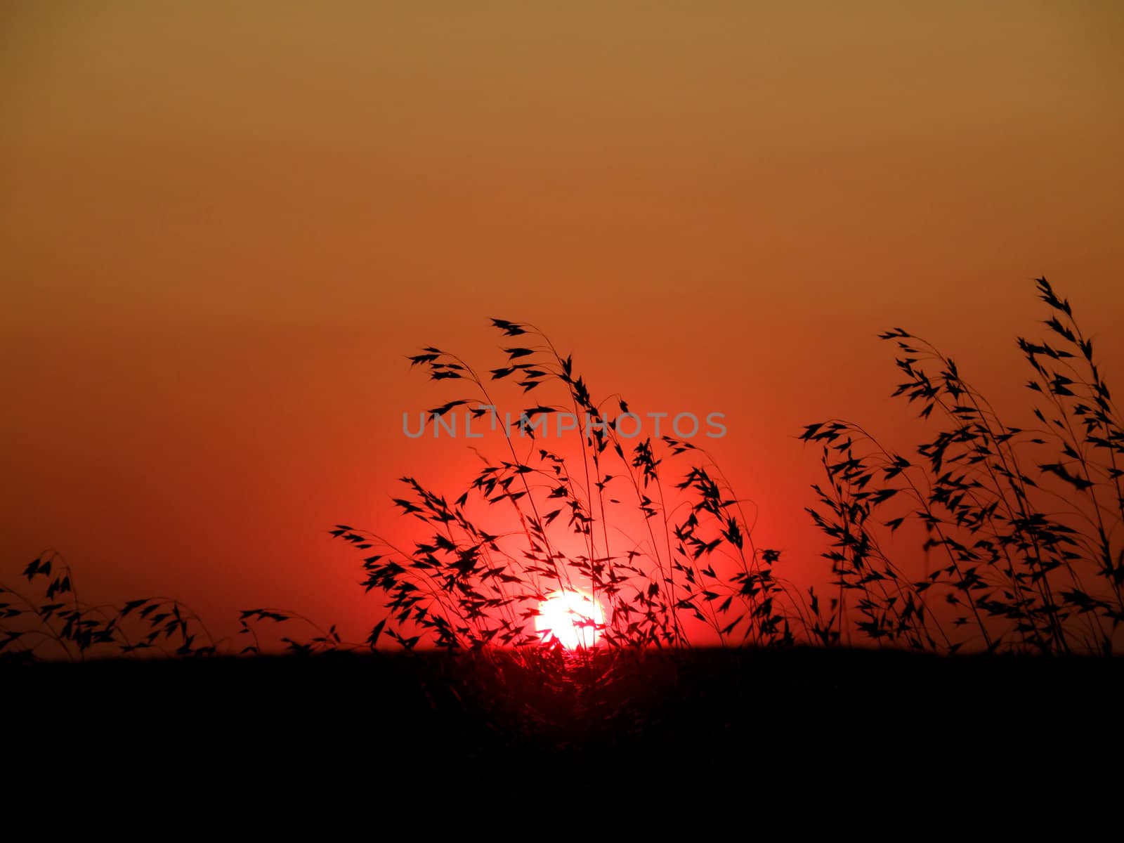 Wild grass growing in the meadows against a red sunset