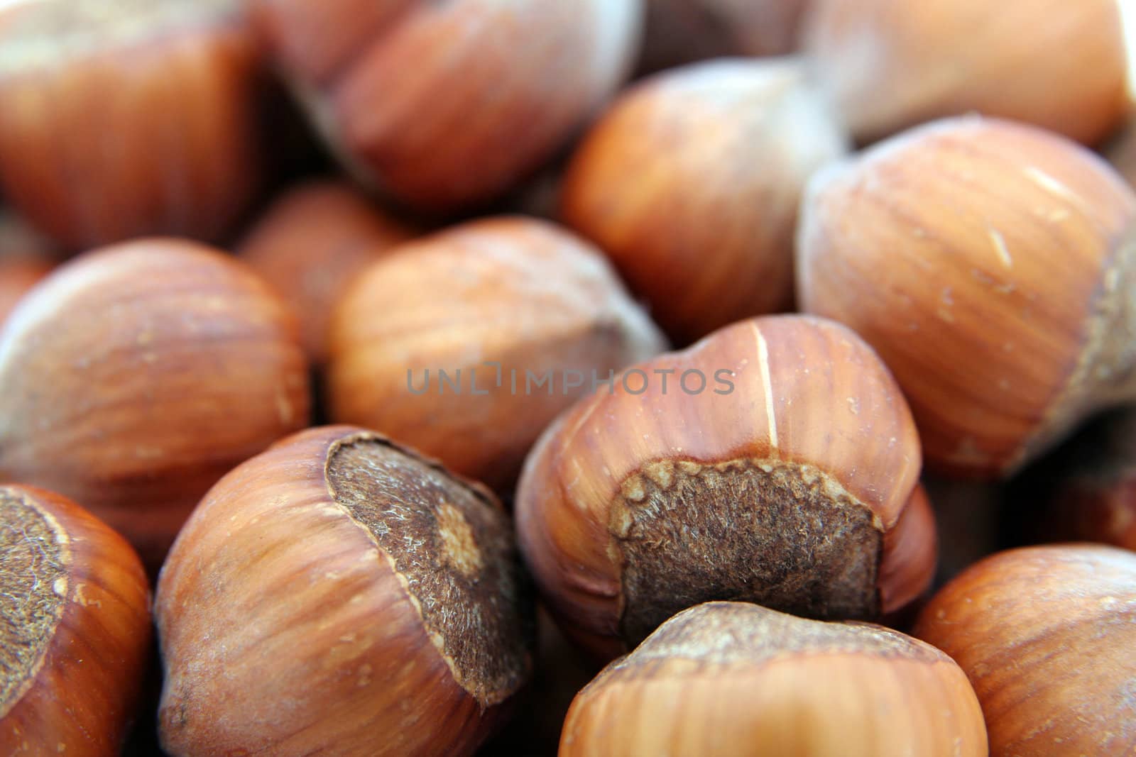 walnuts close-up by furzyk73