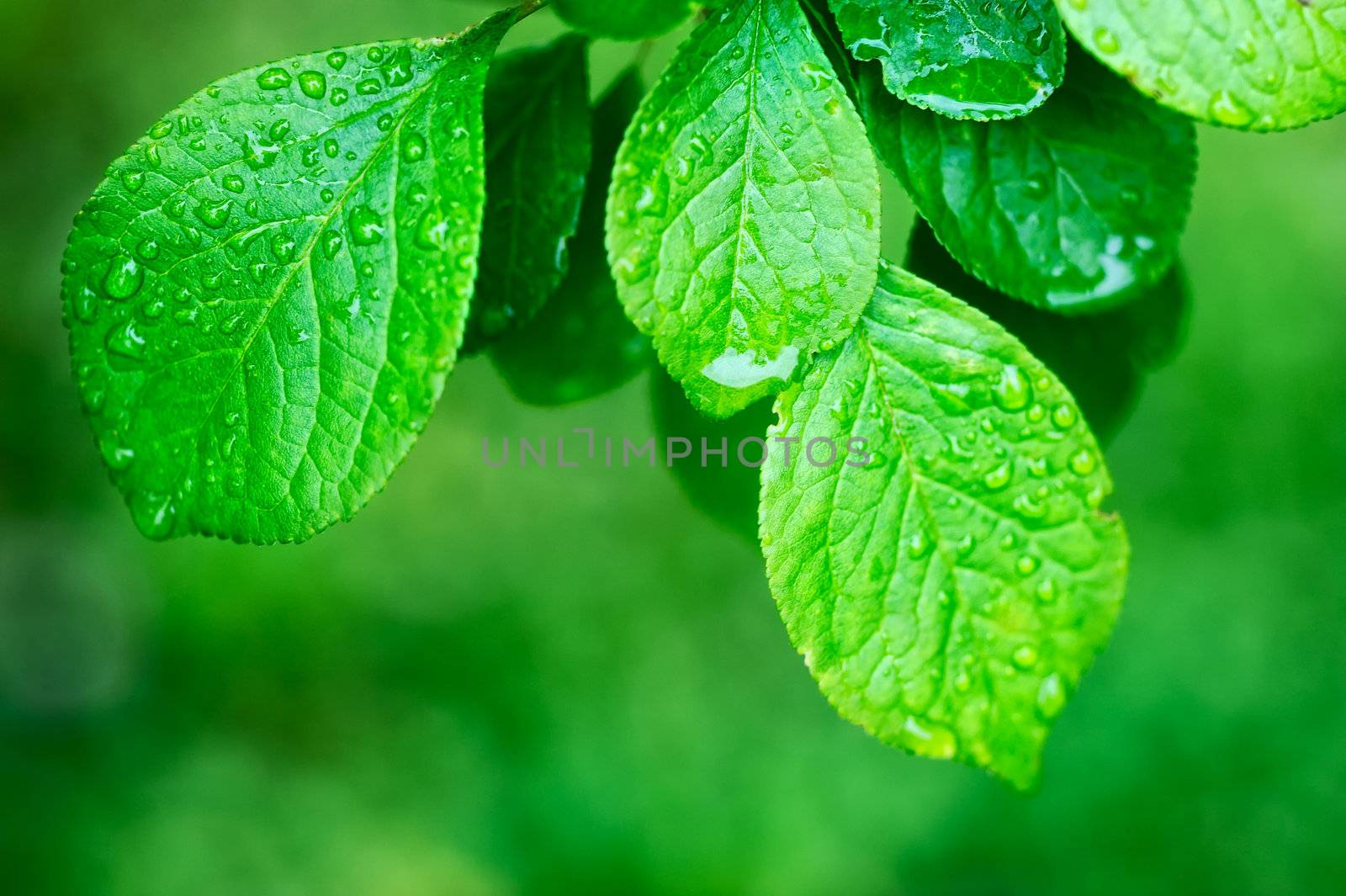 Several leaves covered with drops of dew on the end of the branch