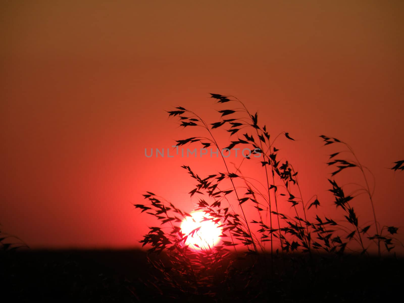 wild grass sunset by leesa