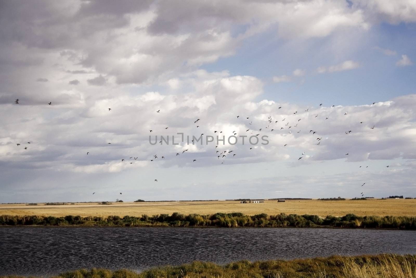 Birds in flight by hicster