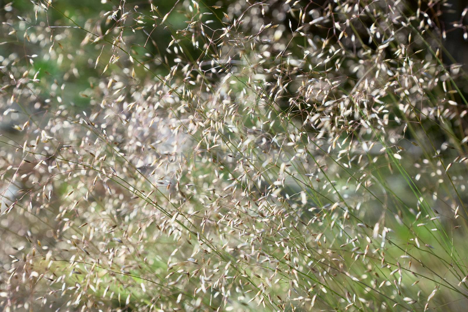 Green summer grass with seeds blurred abstract background
