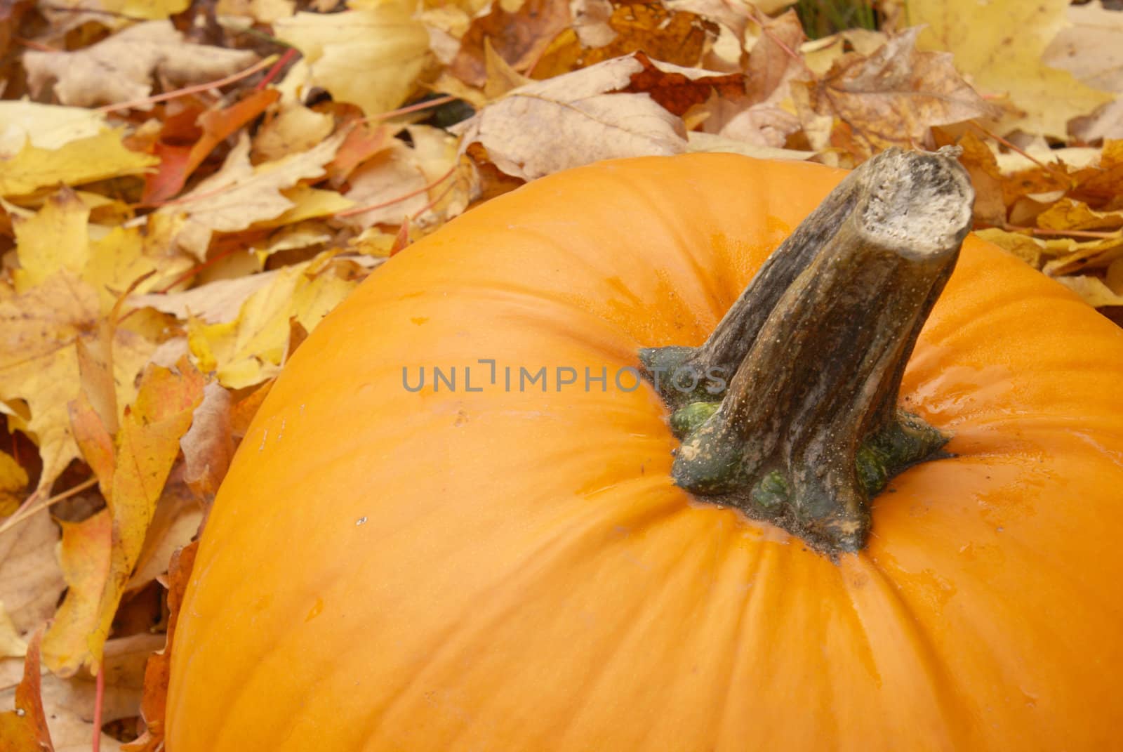 A fresh pumpkin sitting among the fallen leaves of autumn.