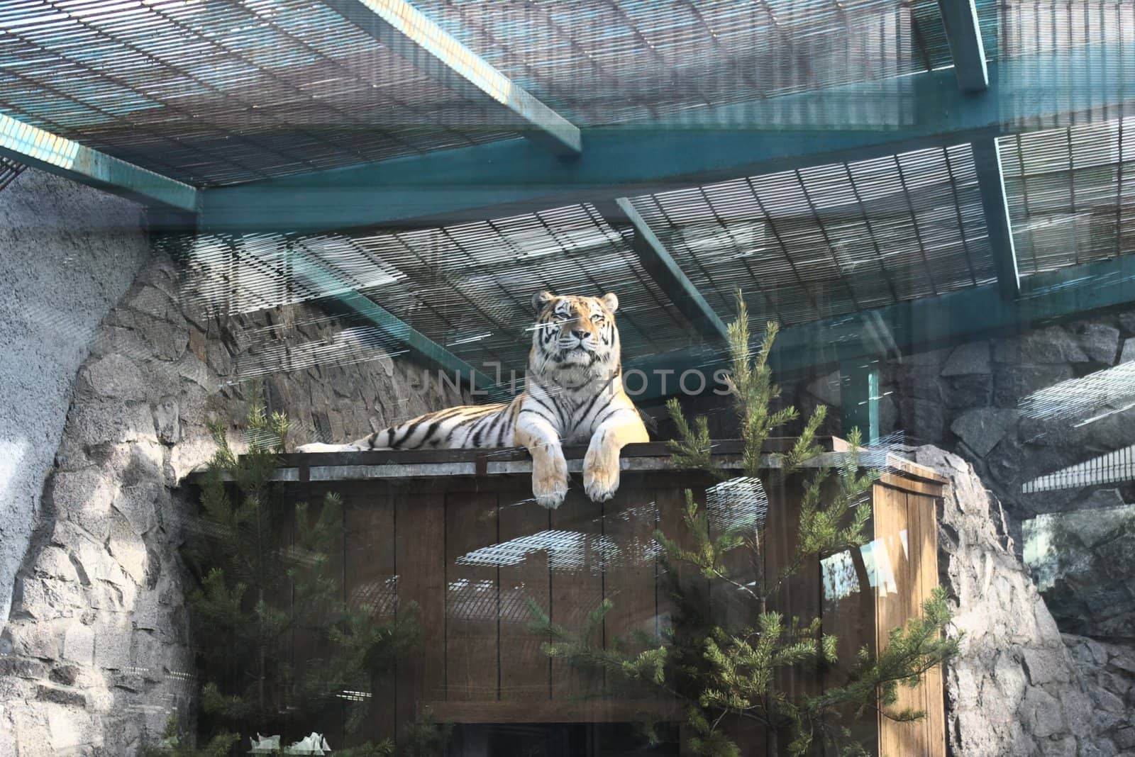 photo of the beautiful tiger sitting on hutch in zoo