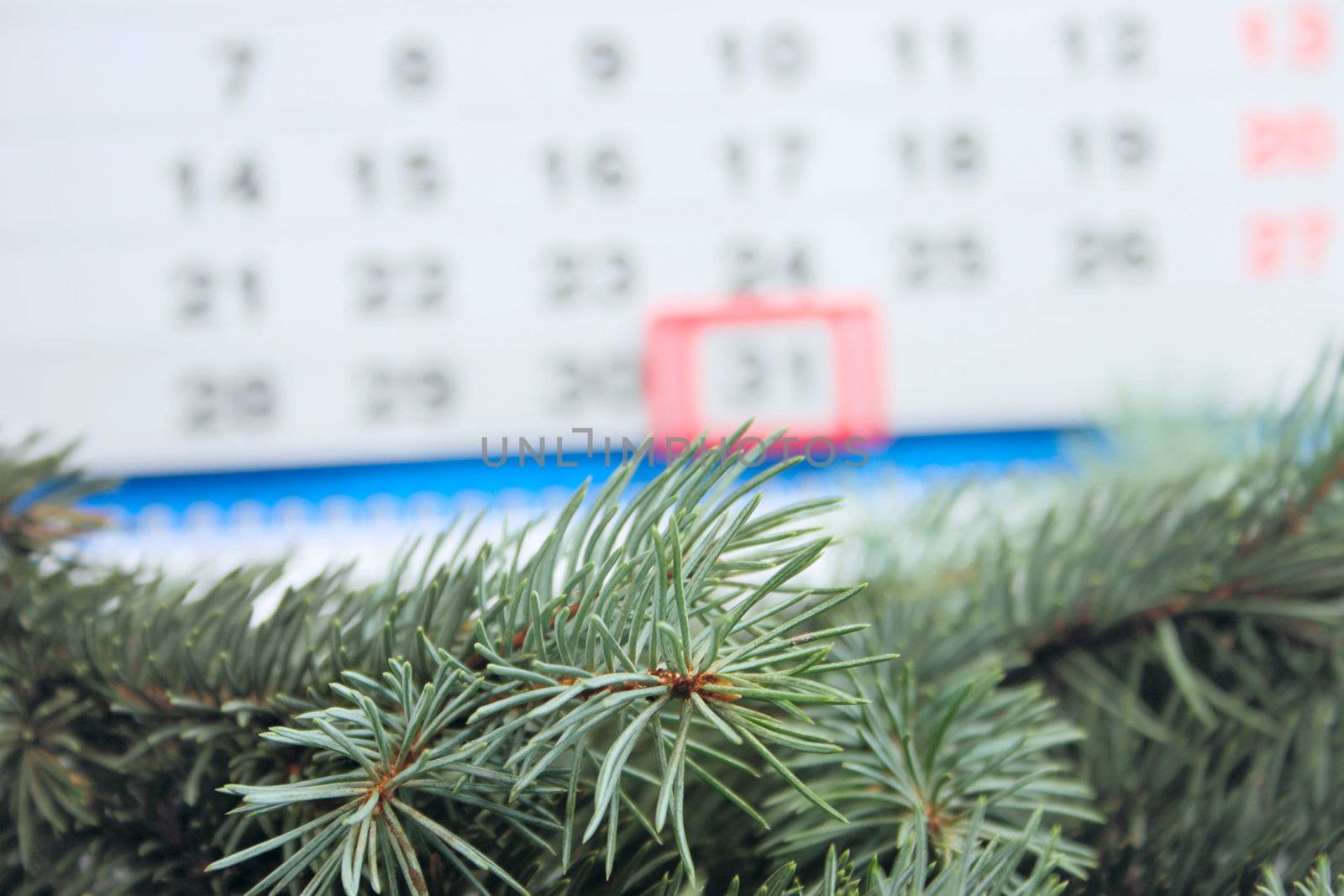 Blue spruce branches removed close up against a calendar with date on December, 31st