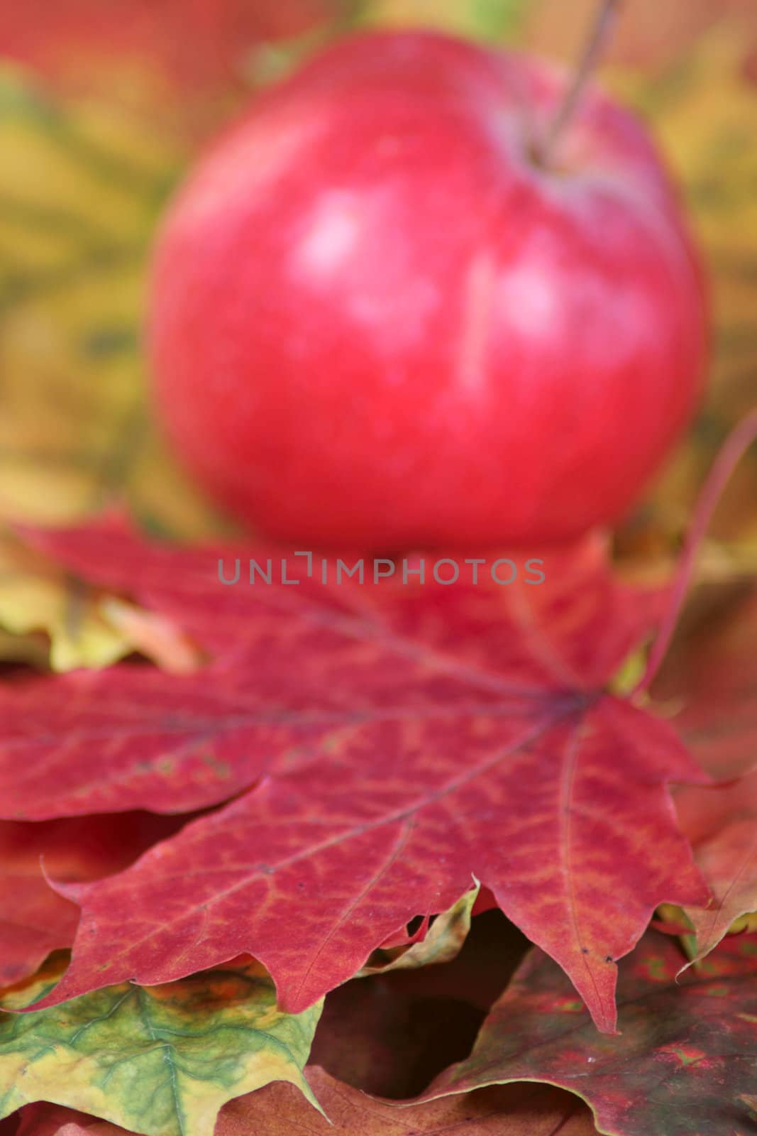 Part of an autumn maple leaf removed close up against a red apple