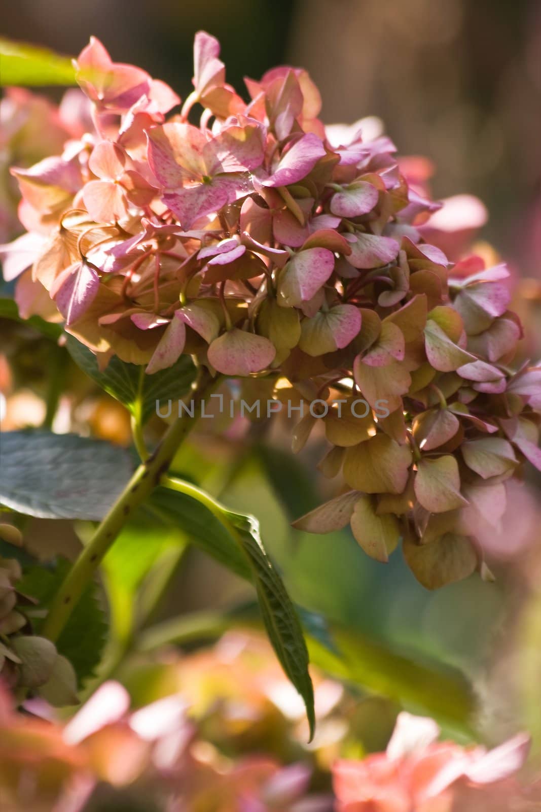 Hortensia flowers at end of summer - vertical by Colette