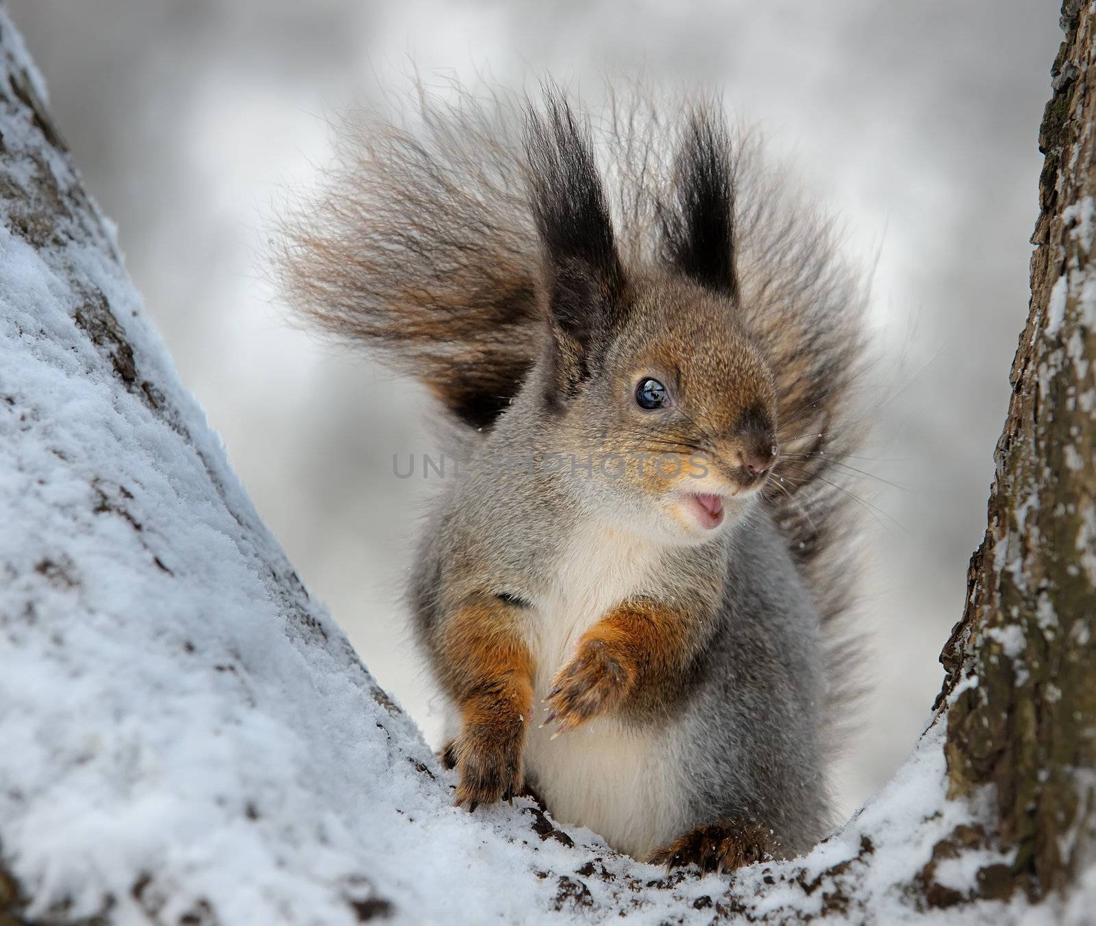 The squirrel on a tree, cold winter.