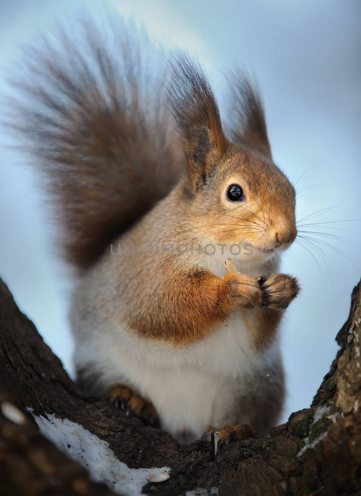 The squirrel on a tree, cold winter.