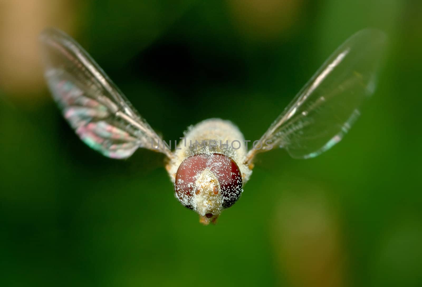 Wave of a wings, fly Syrphidae on flight 