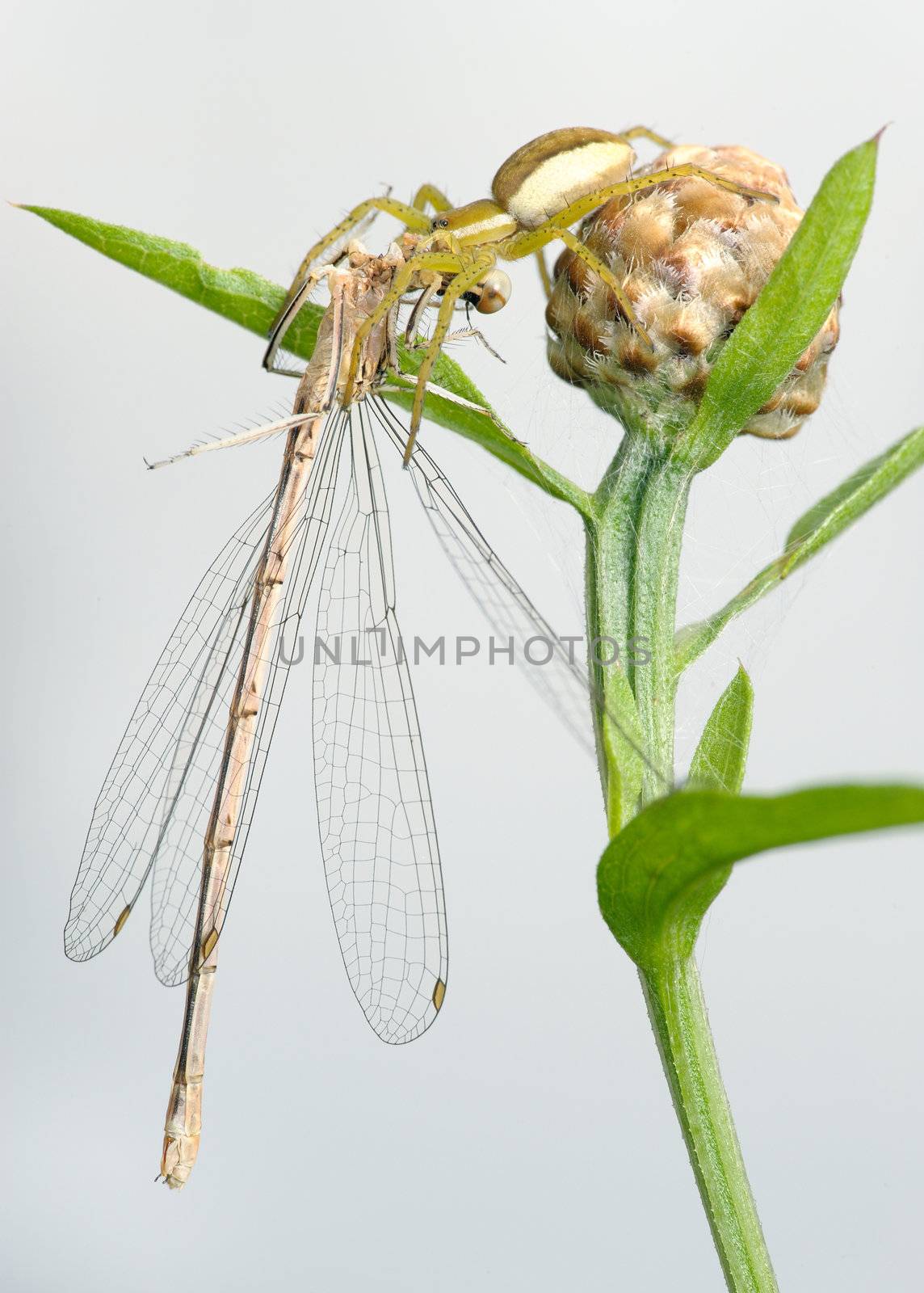 Spider Dolomedes fimbriatus and dragonfly Lestes dryas