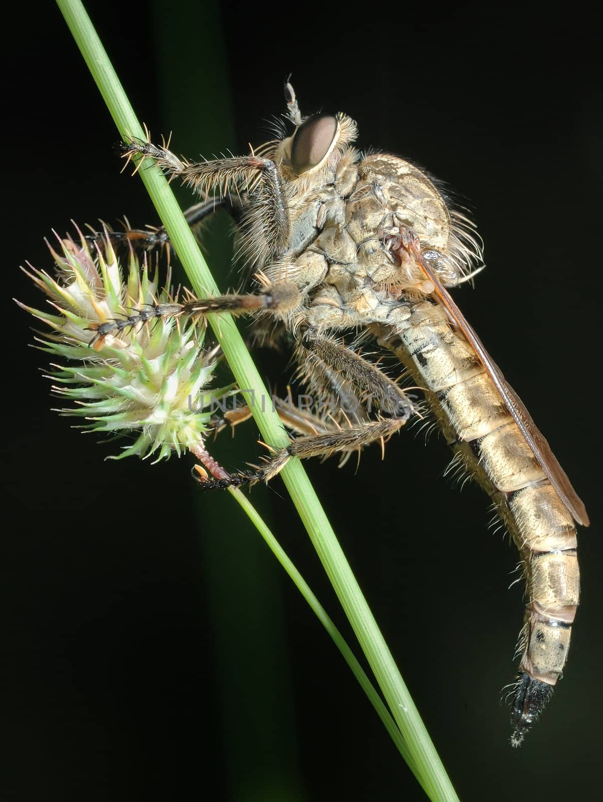Big predator fly sit on a blade.