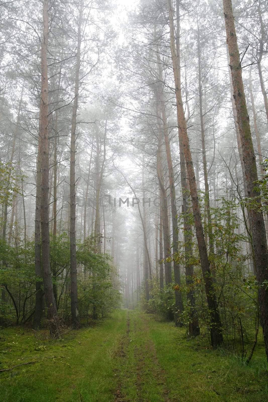 foggy forest in the morning (Poland)