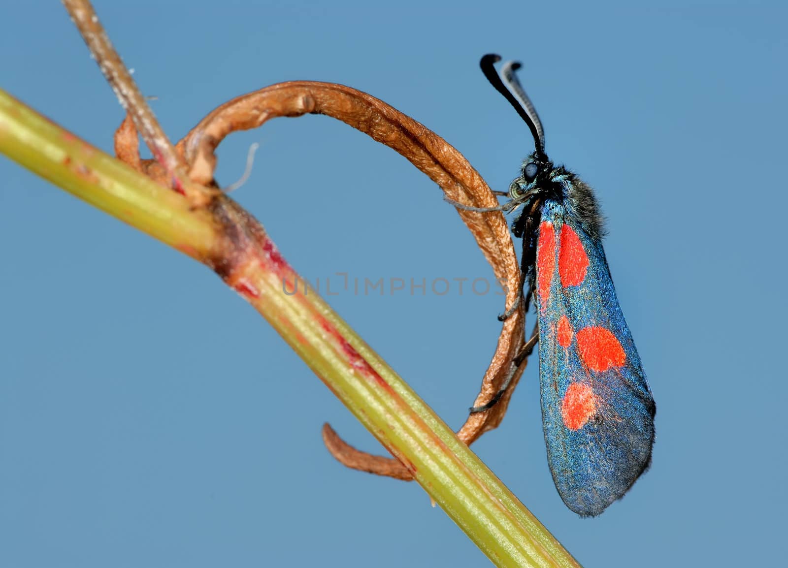 The bright, spotted butterfly Zygaena filipendulae on a lief