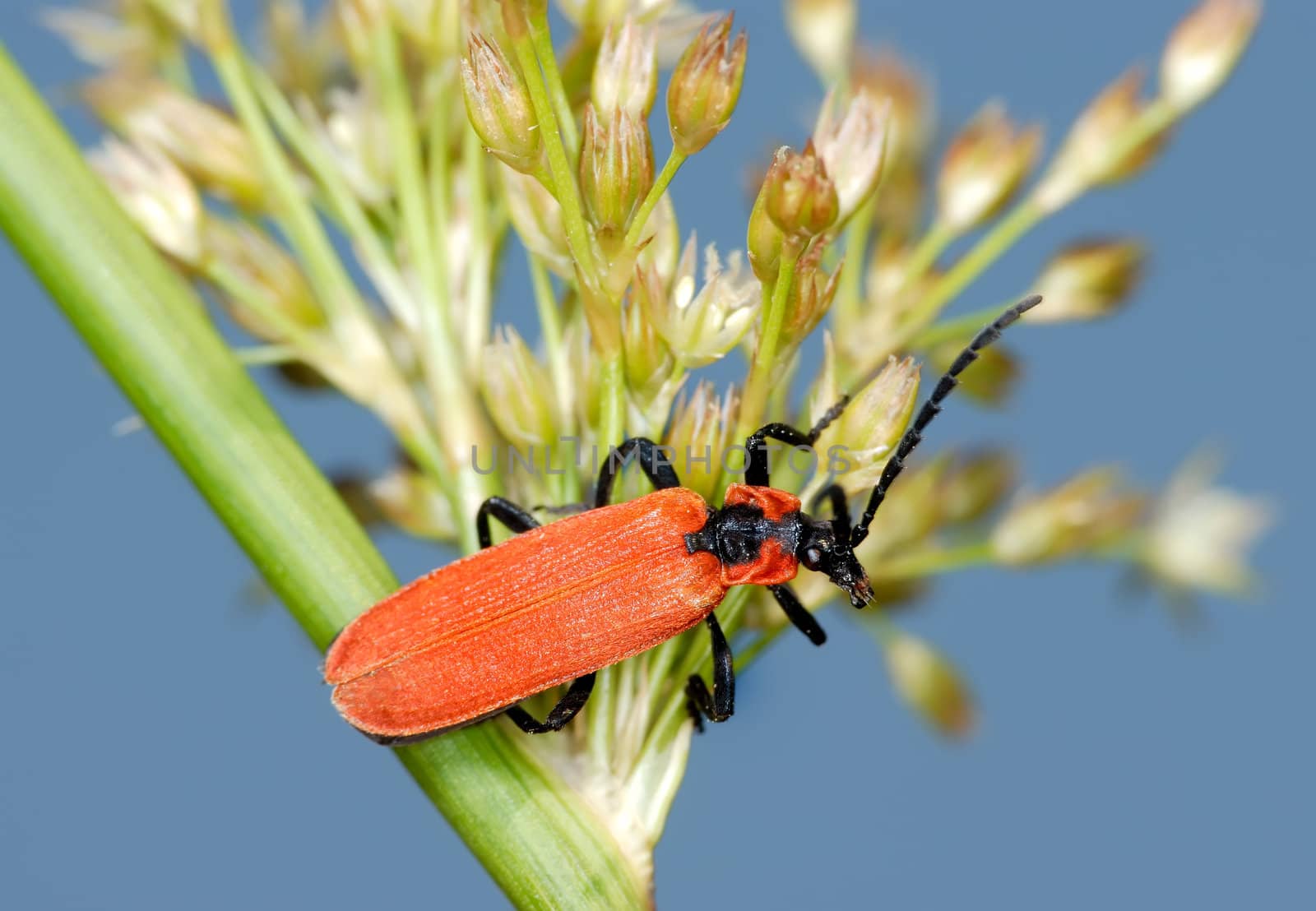 Bouquet for the darling - red bright bug on the plant.
