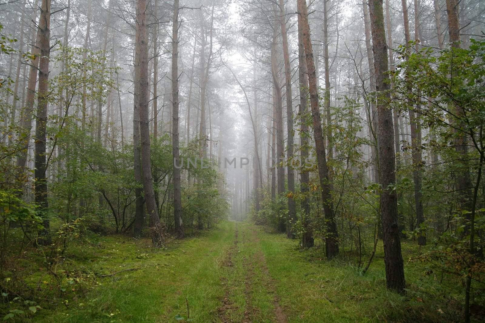 foggy forest in the morning (Poland)