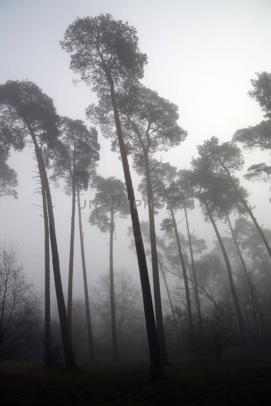 foggy forest by furzyk73