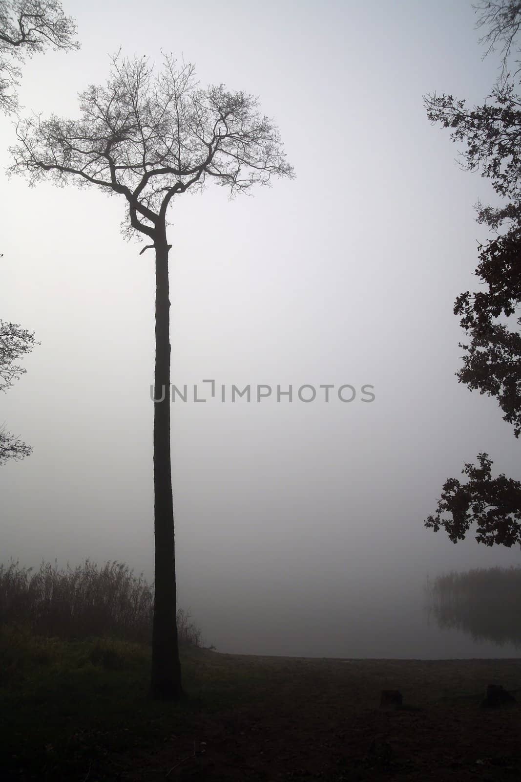 lonely tree on misty bank of lake 