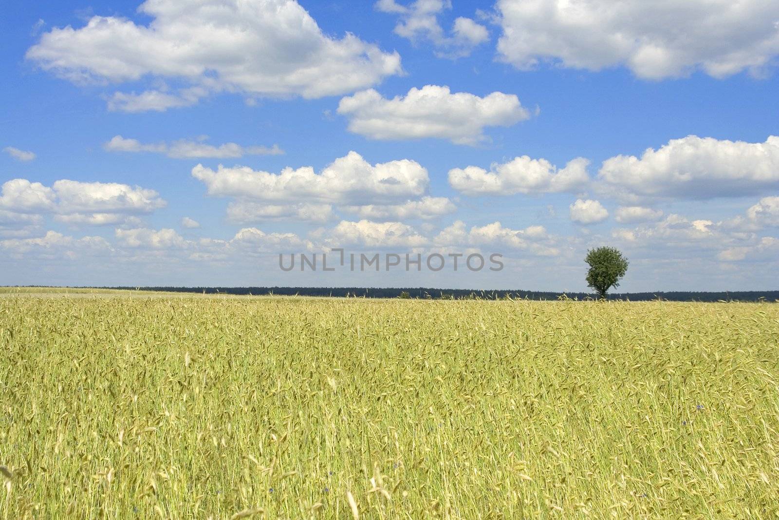 grain ant the blue sky (Poland)