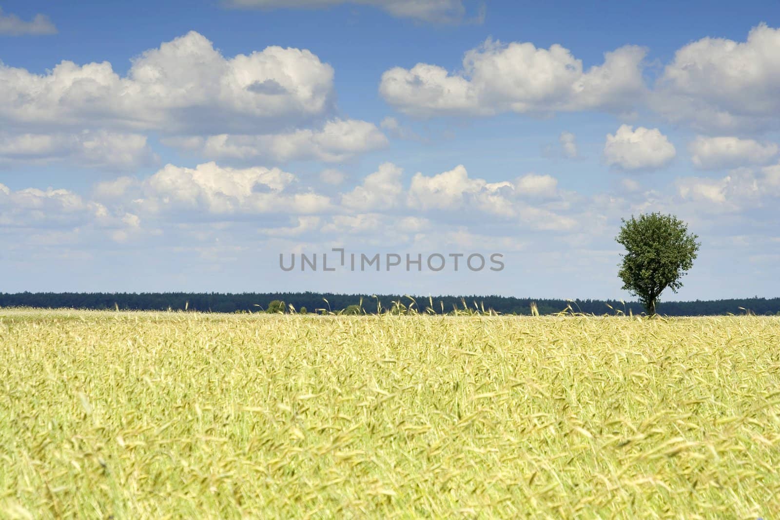 grain and the sky (Poland)