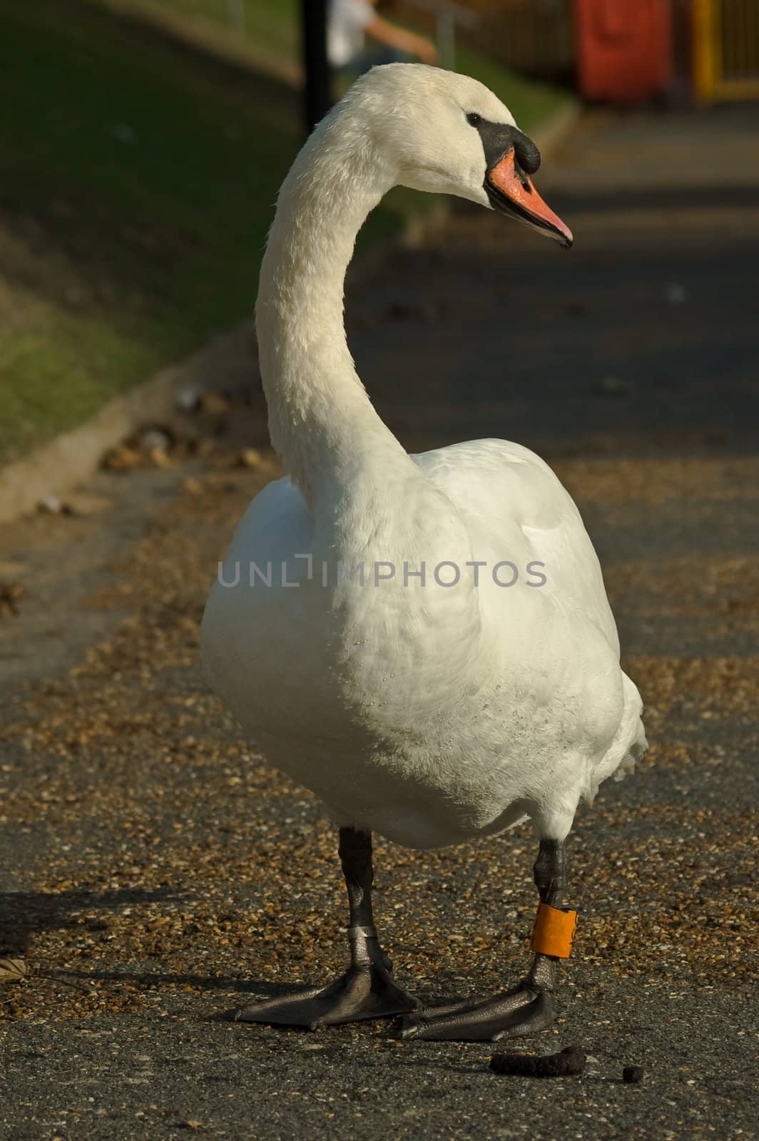 a swan standing on a path in a park in Autumn with water droplets still on the feathers.