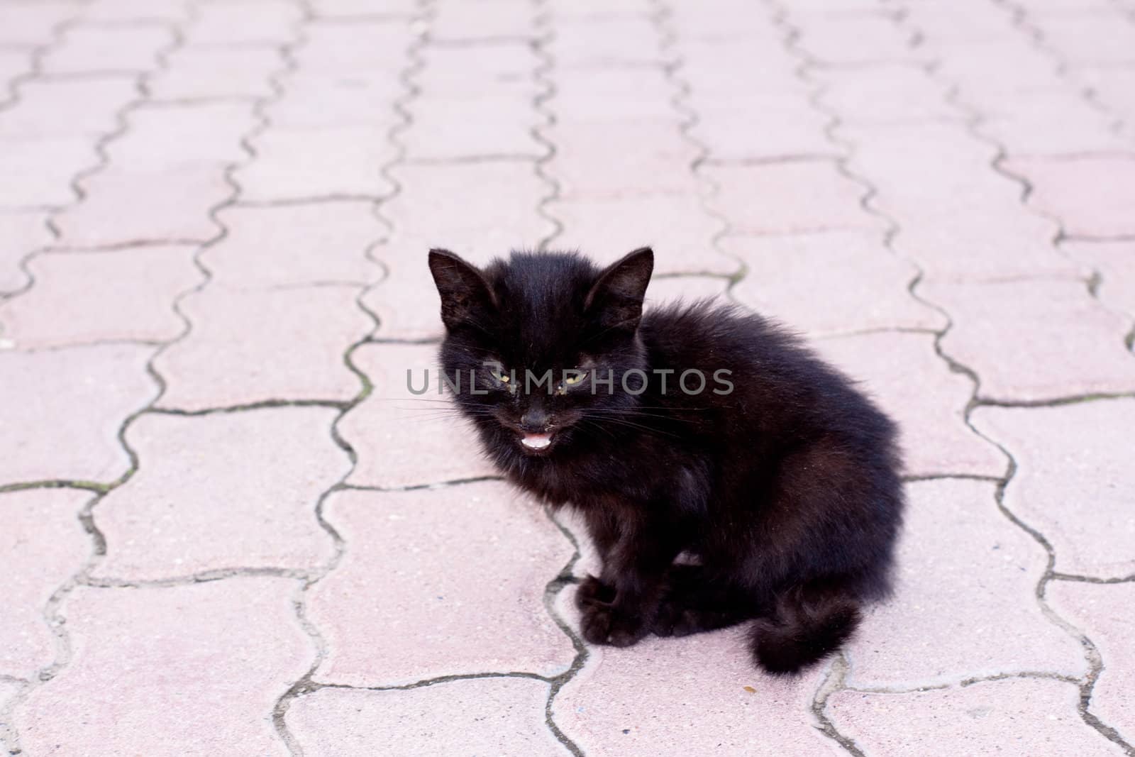 pitiful black kitten sitting on the brick
