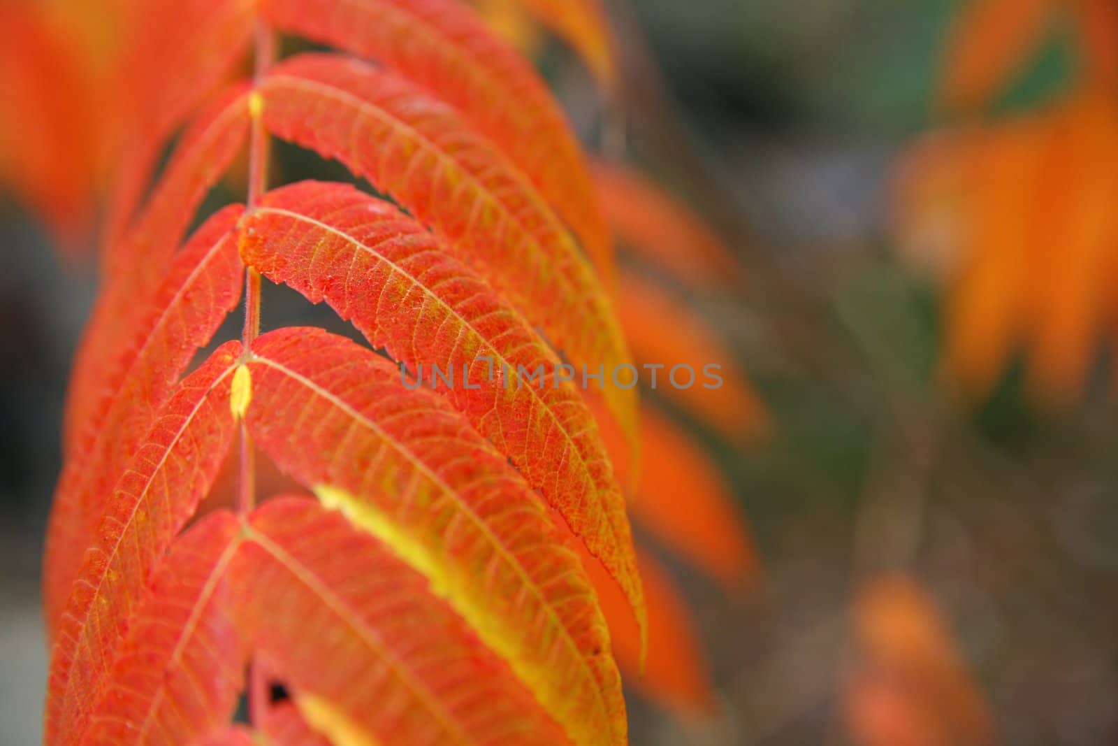 red autumn leaves in the forest