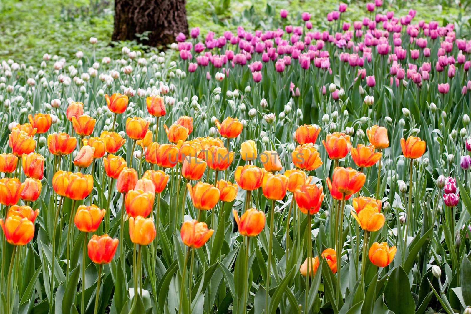orange and lilac tulips on green
