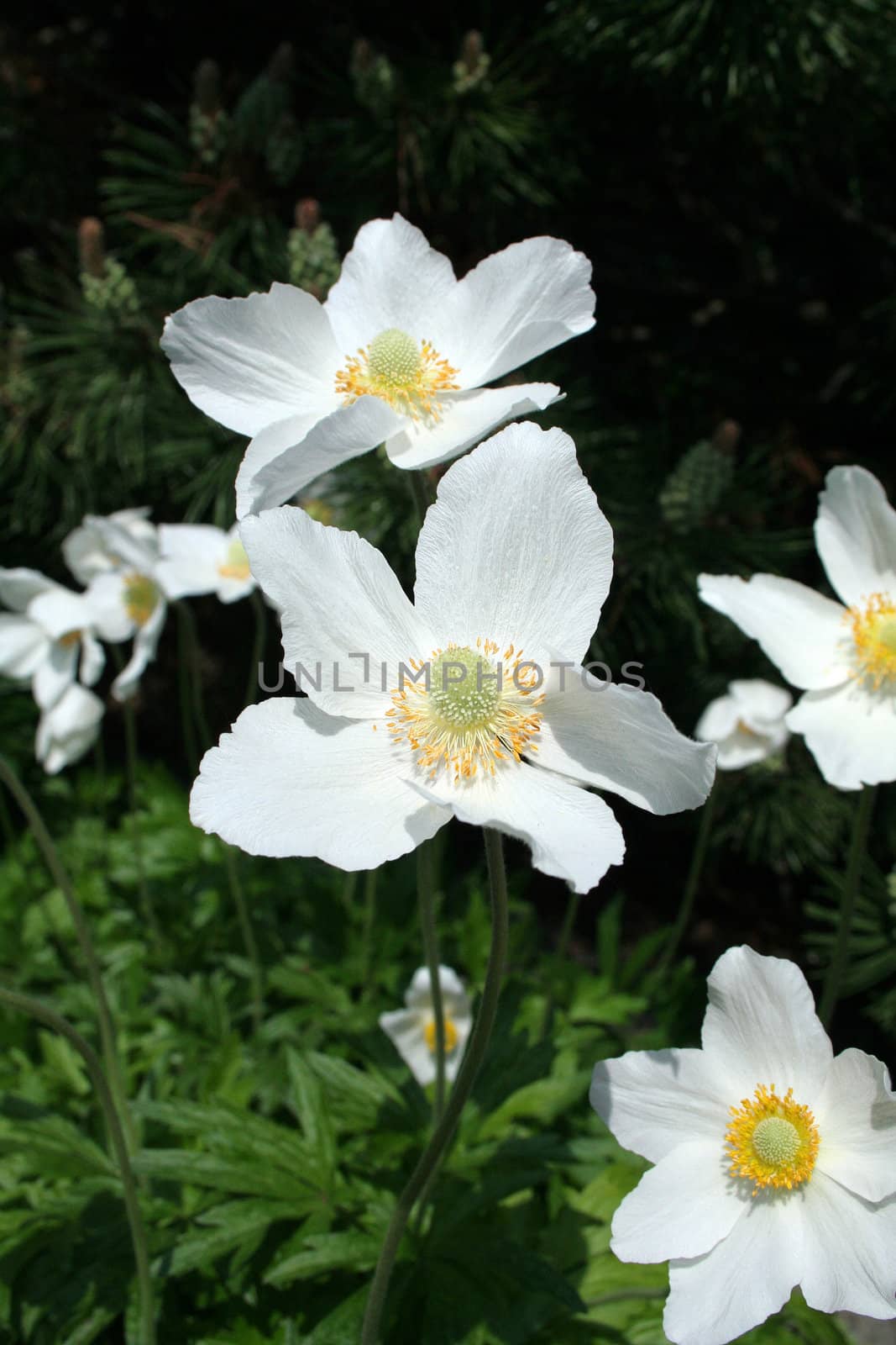white flower in the garden by furzyk73