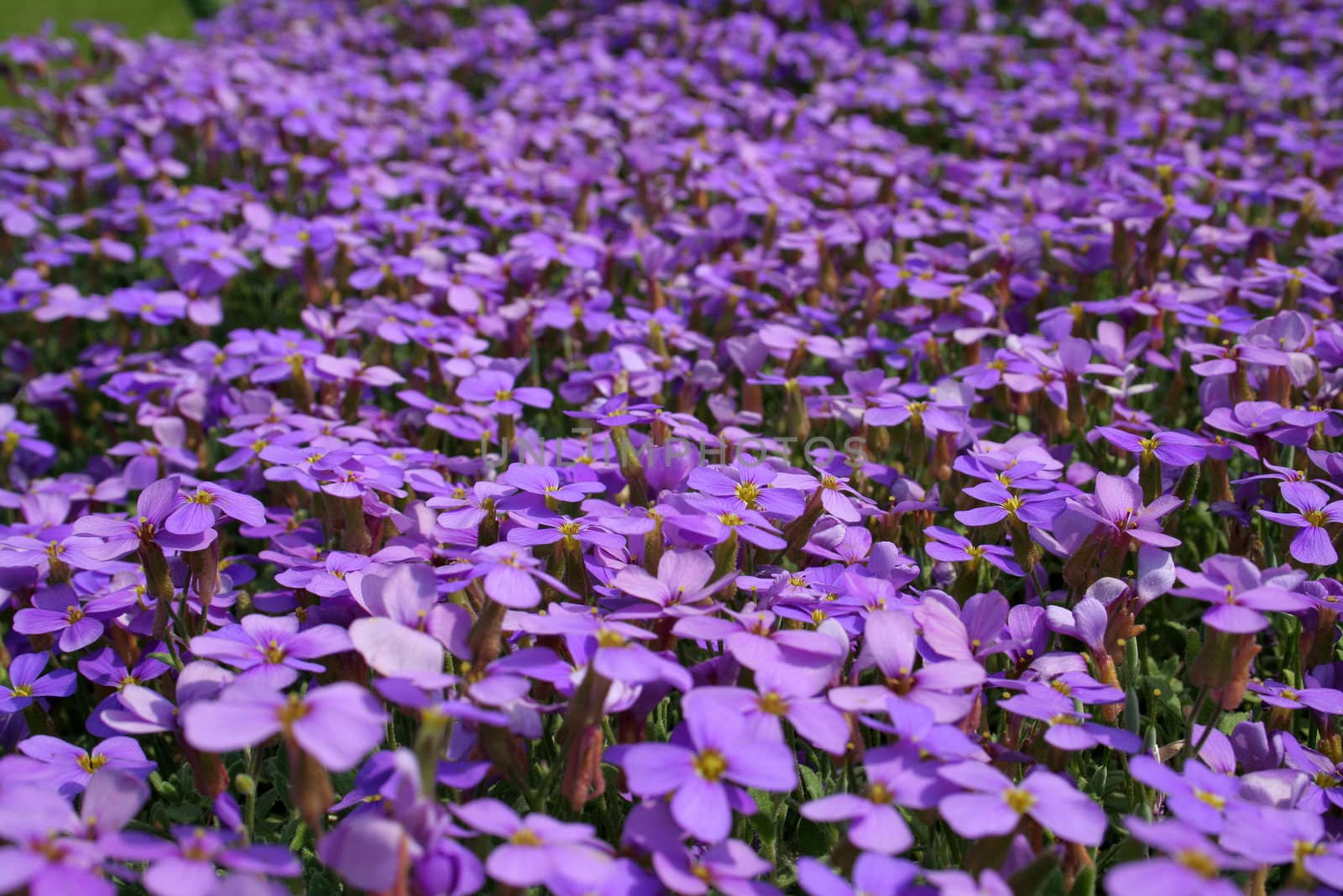 purple flowers in the garden by furzyk73