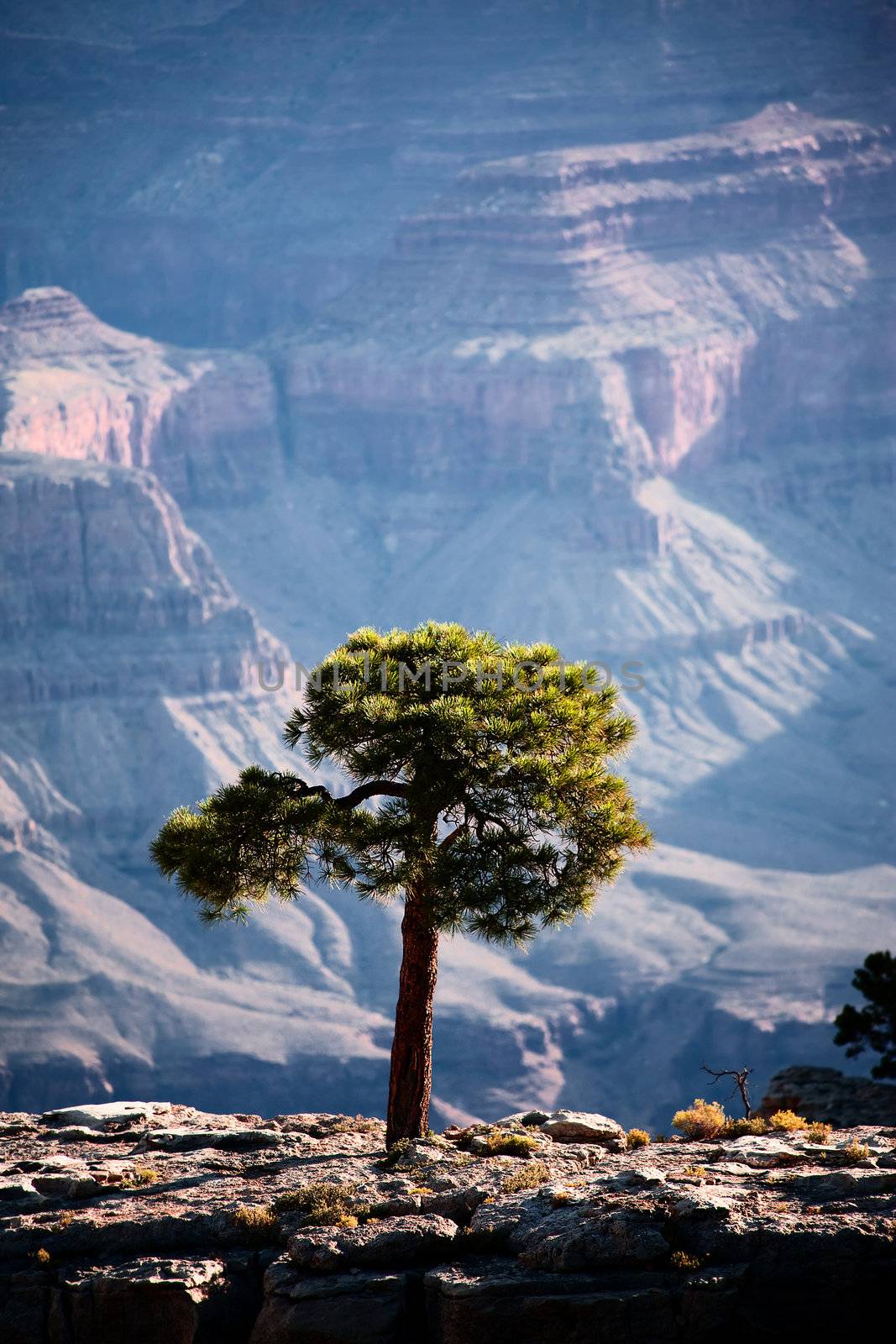 Tree in the Grand Canyon by Creatista