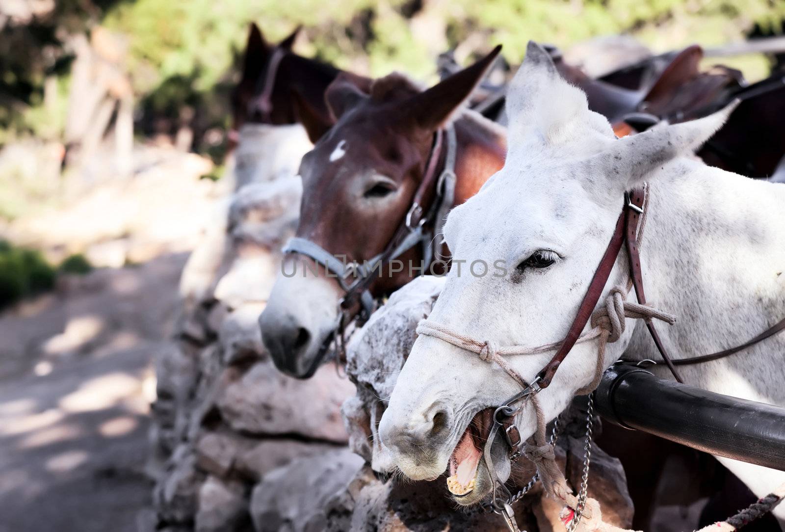 Noisy pack mules in a stable near the Grand canyon