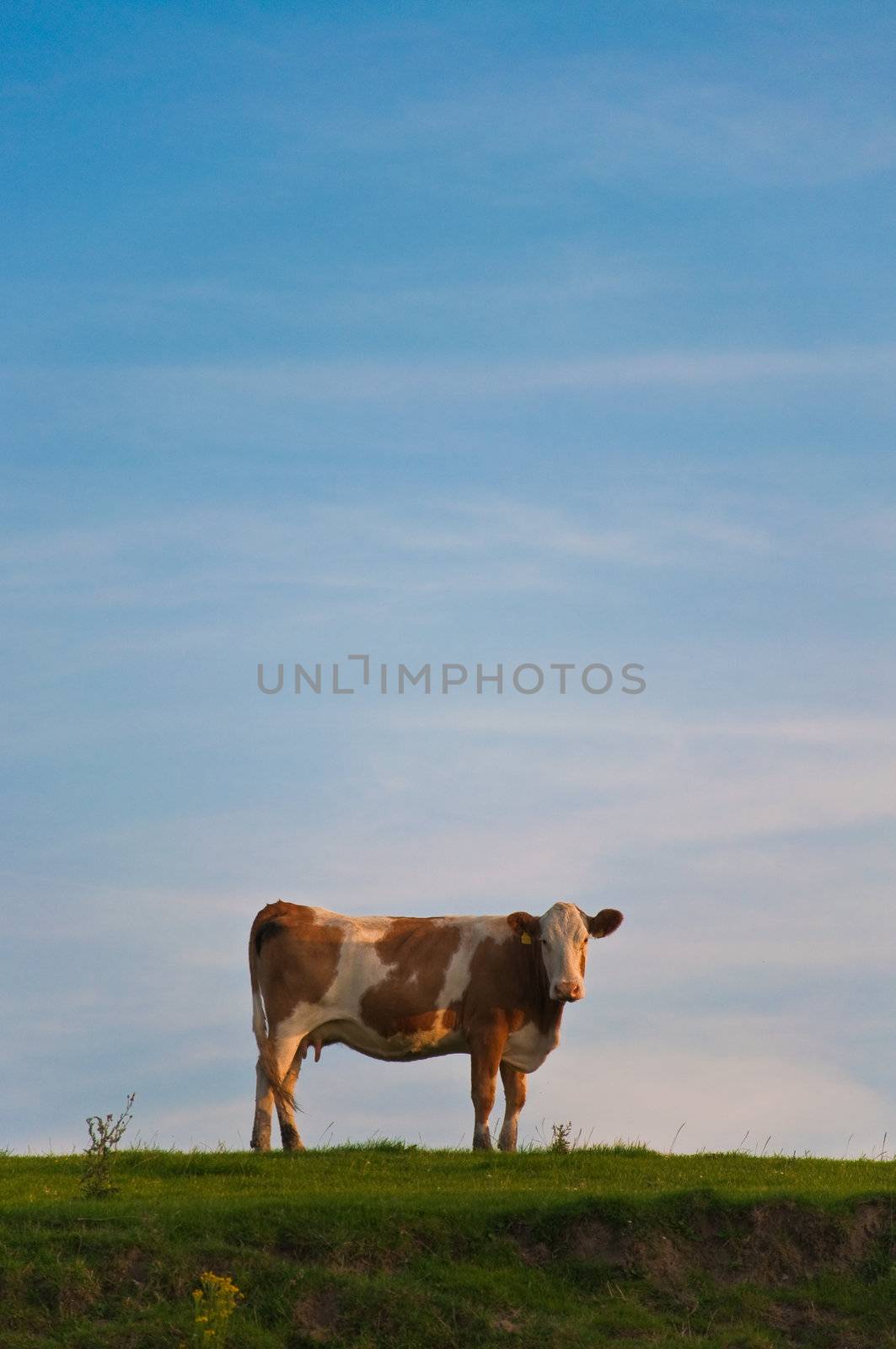 Brown and white cow on a grassy hill facing the camera